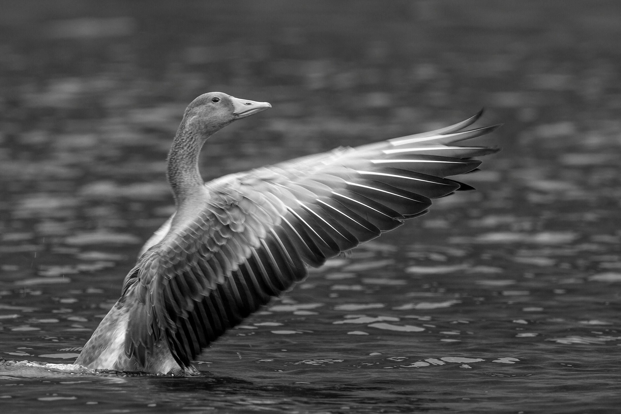 stile classico, elegante - oca selvatica