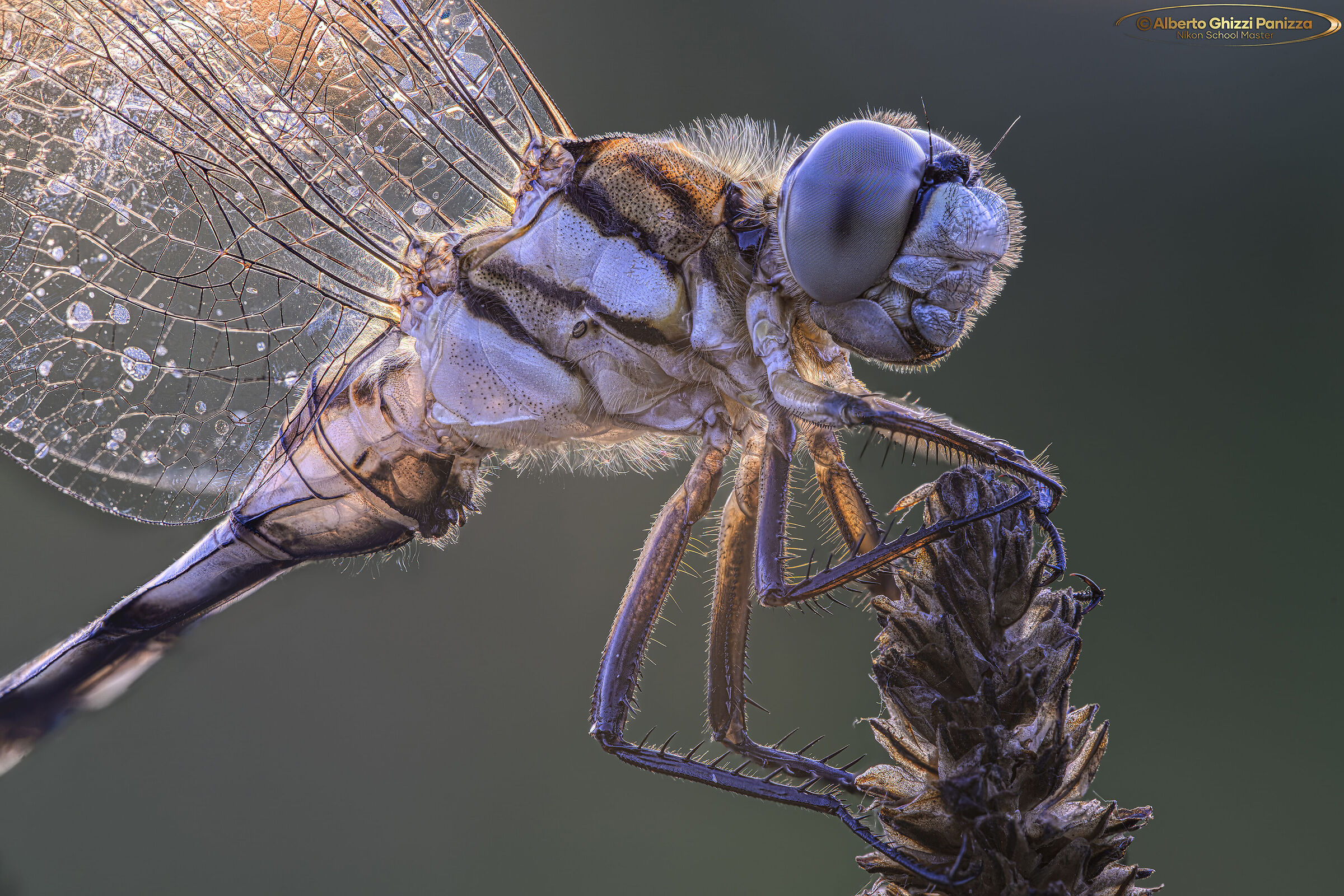 Libellula in controluce