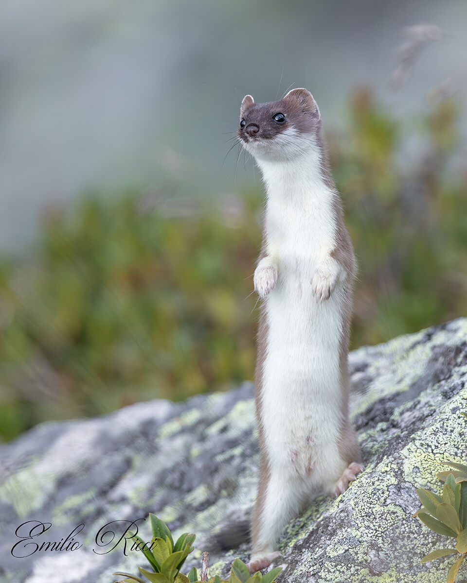 Ermine
