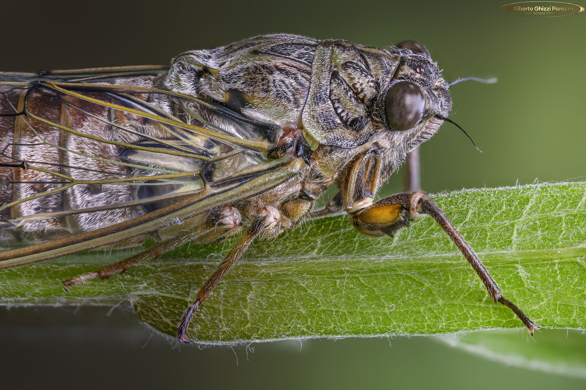 Cicada at 1.5X