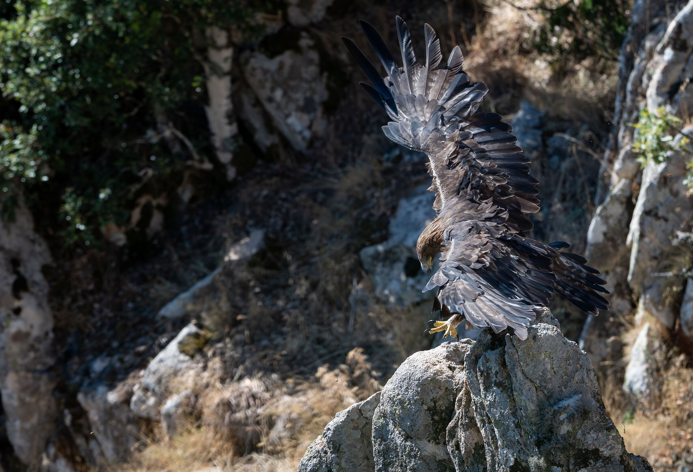 Aquila reale sarda