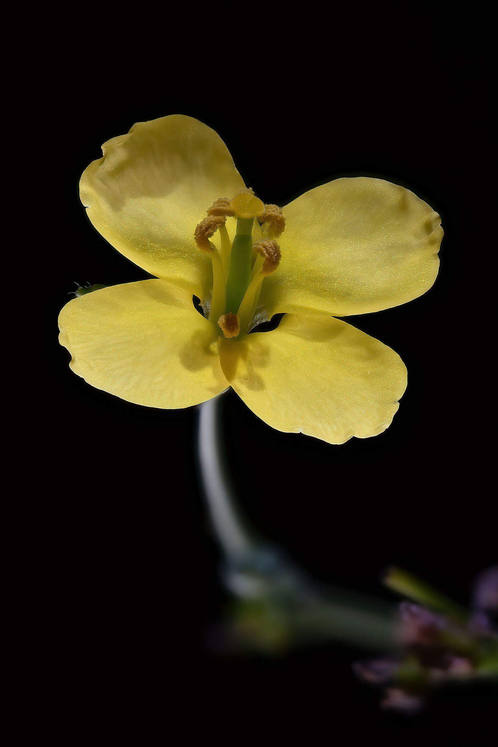Rocket flower..