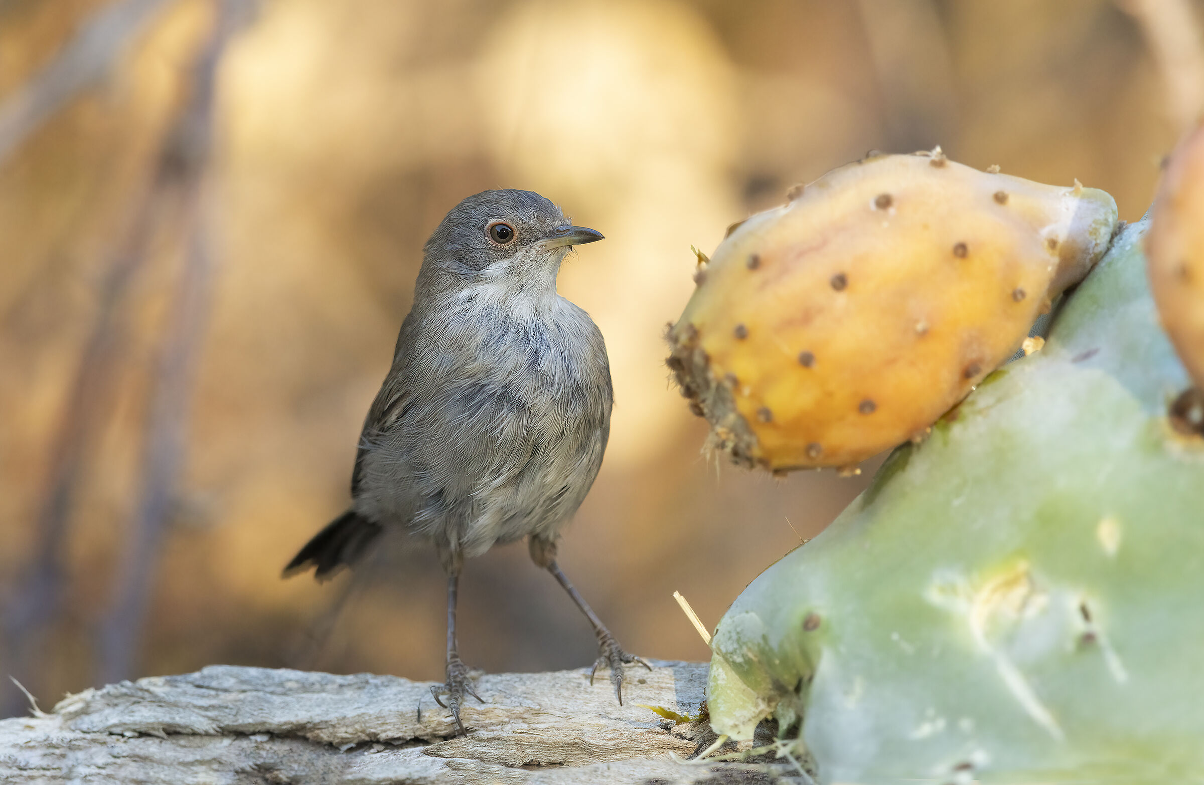 occhiocotto (sylvia melanocephala)