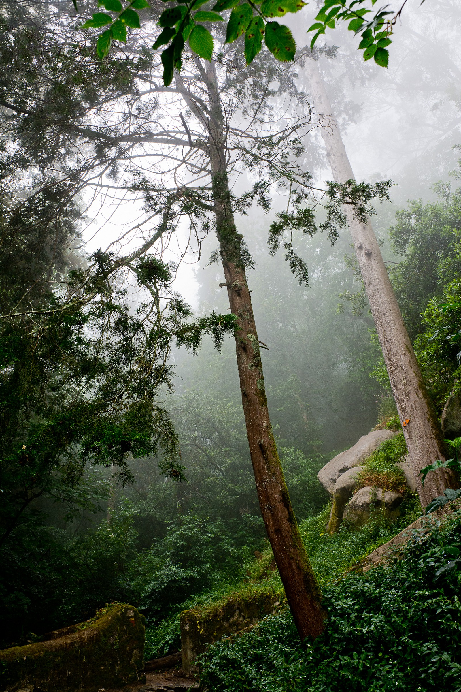 Green souls in the fog