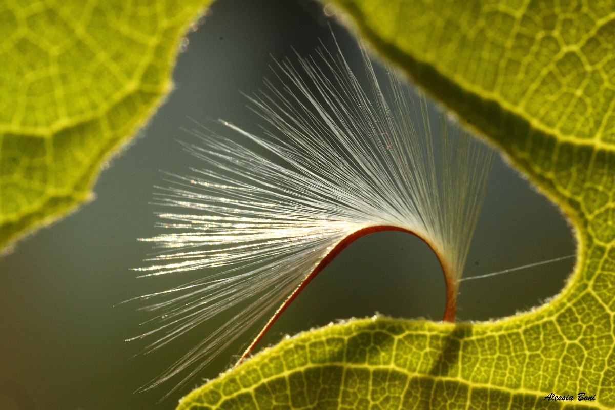 un pericarpo dello schizocarpo, frutto geranio
