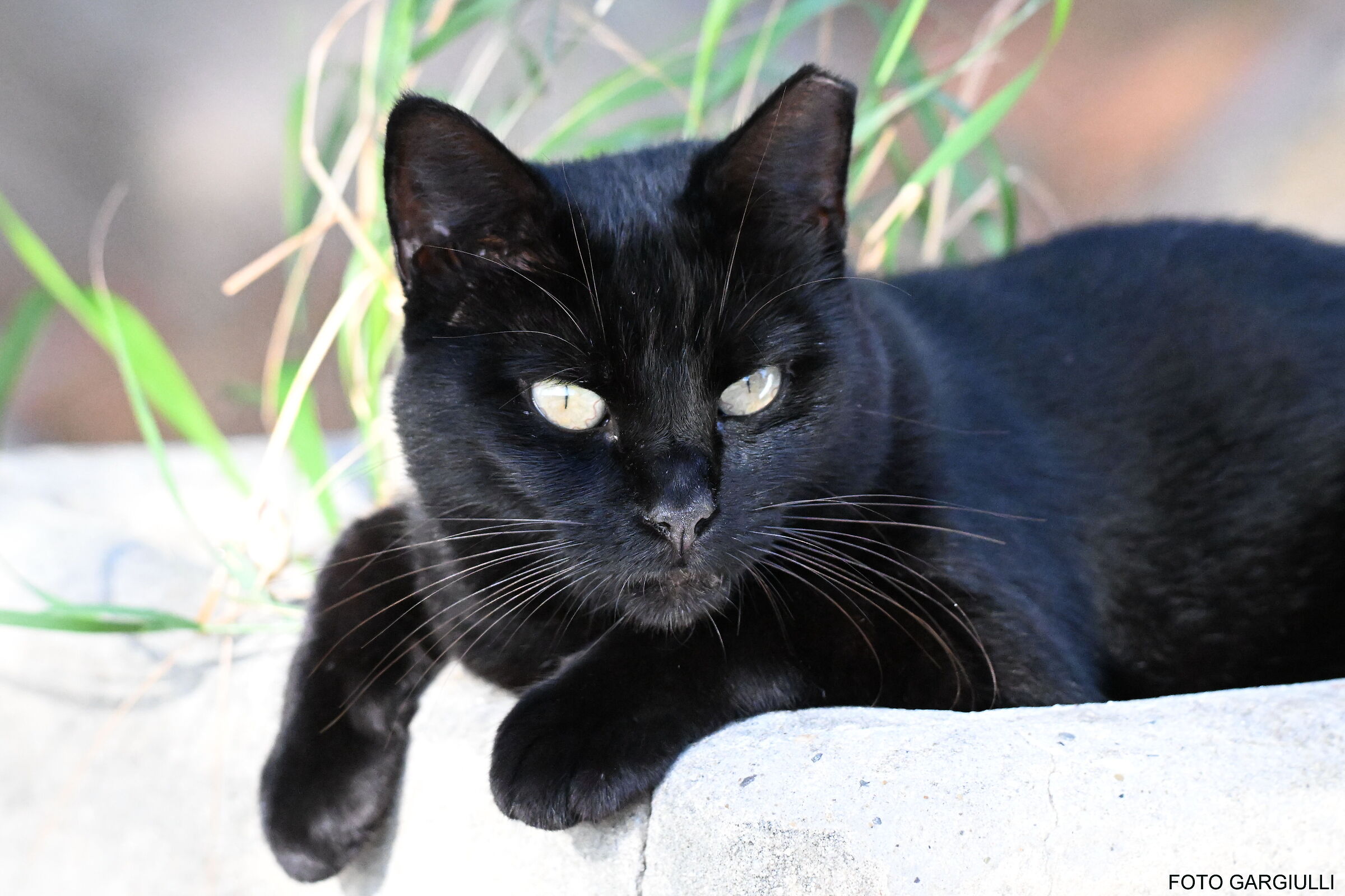 Nerina Ice Eyes