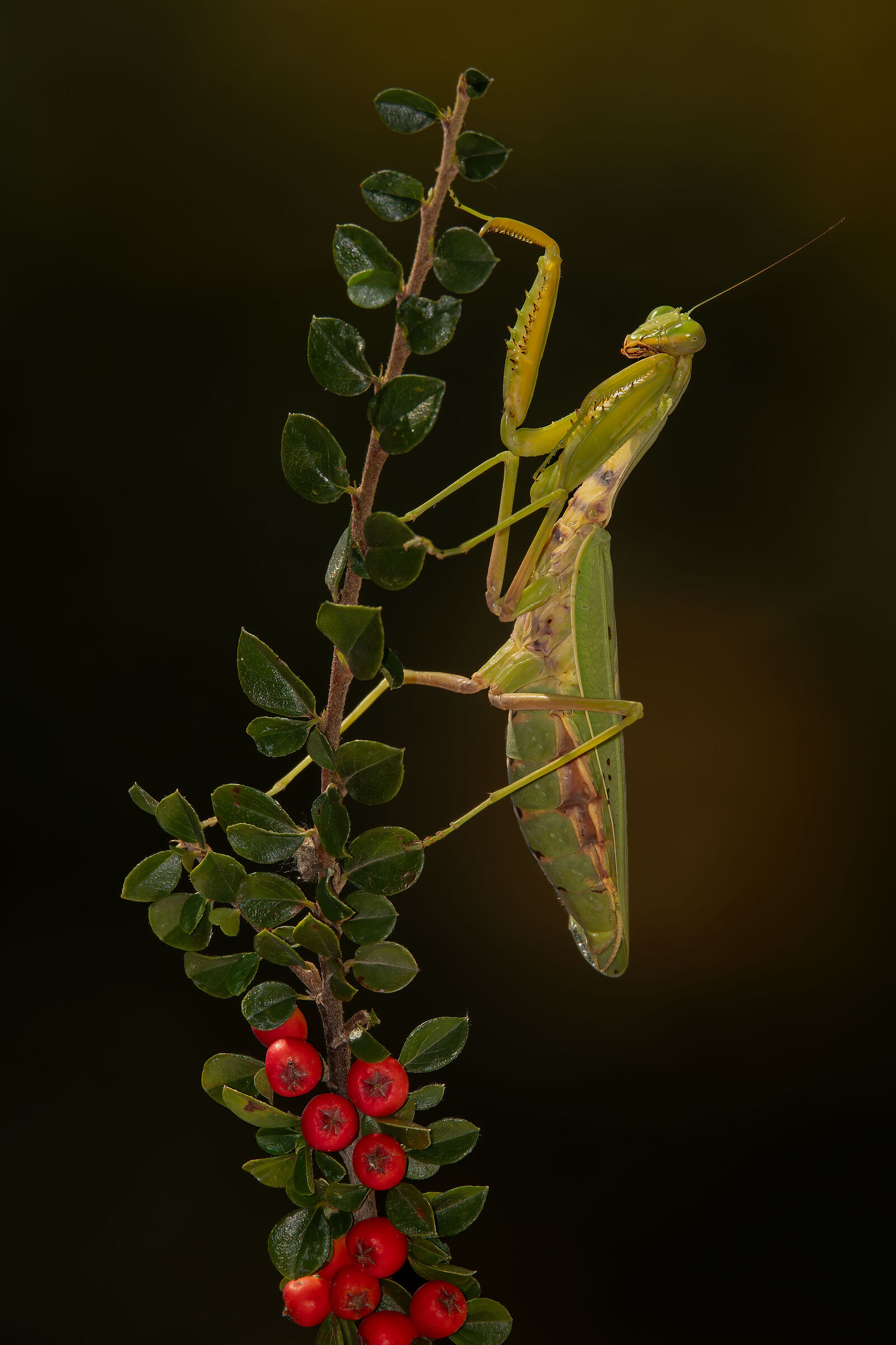 Mantis queen of elegance.