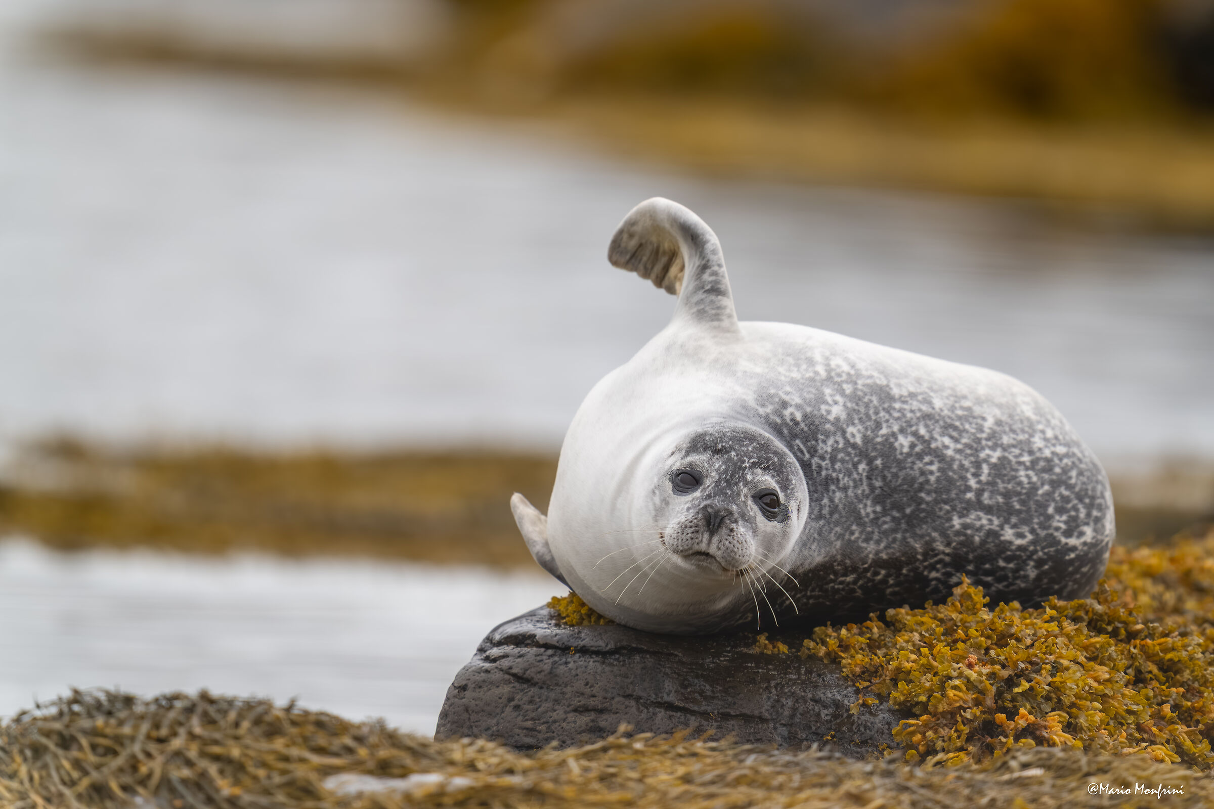 La simpatica pigrona