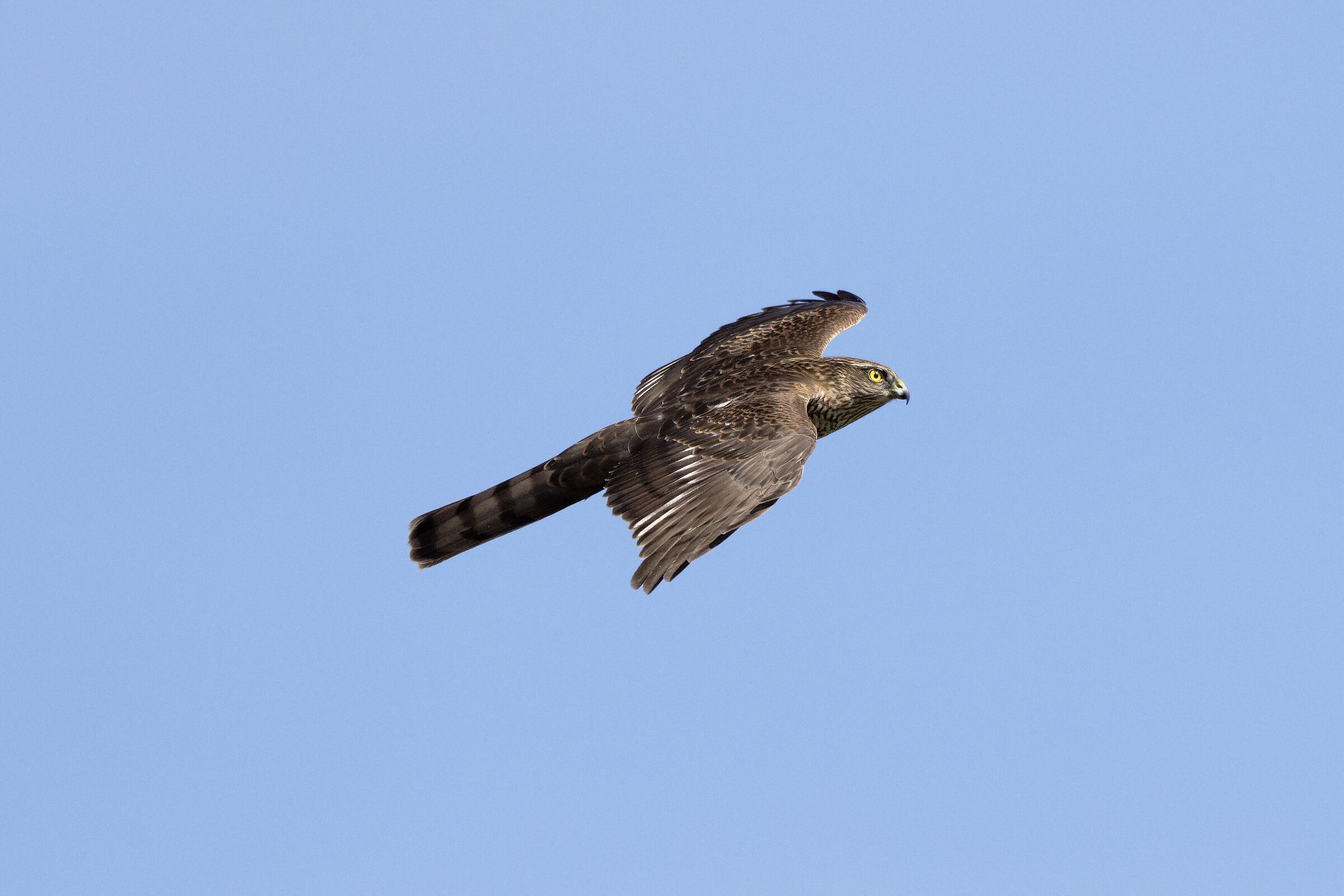 Sparrowhawk