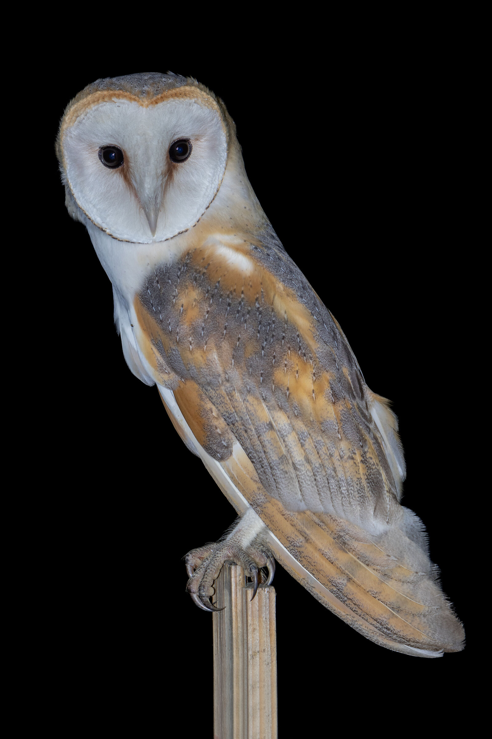 Tyto dawn
