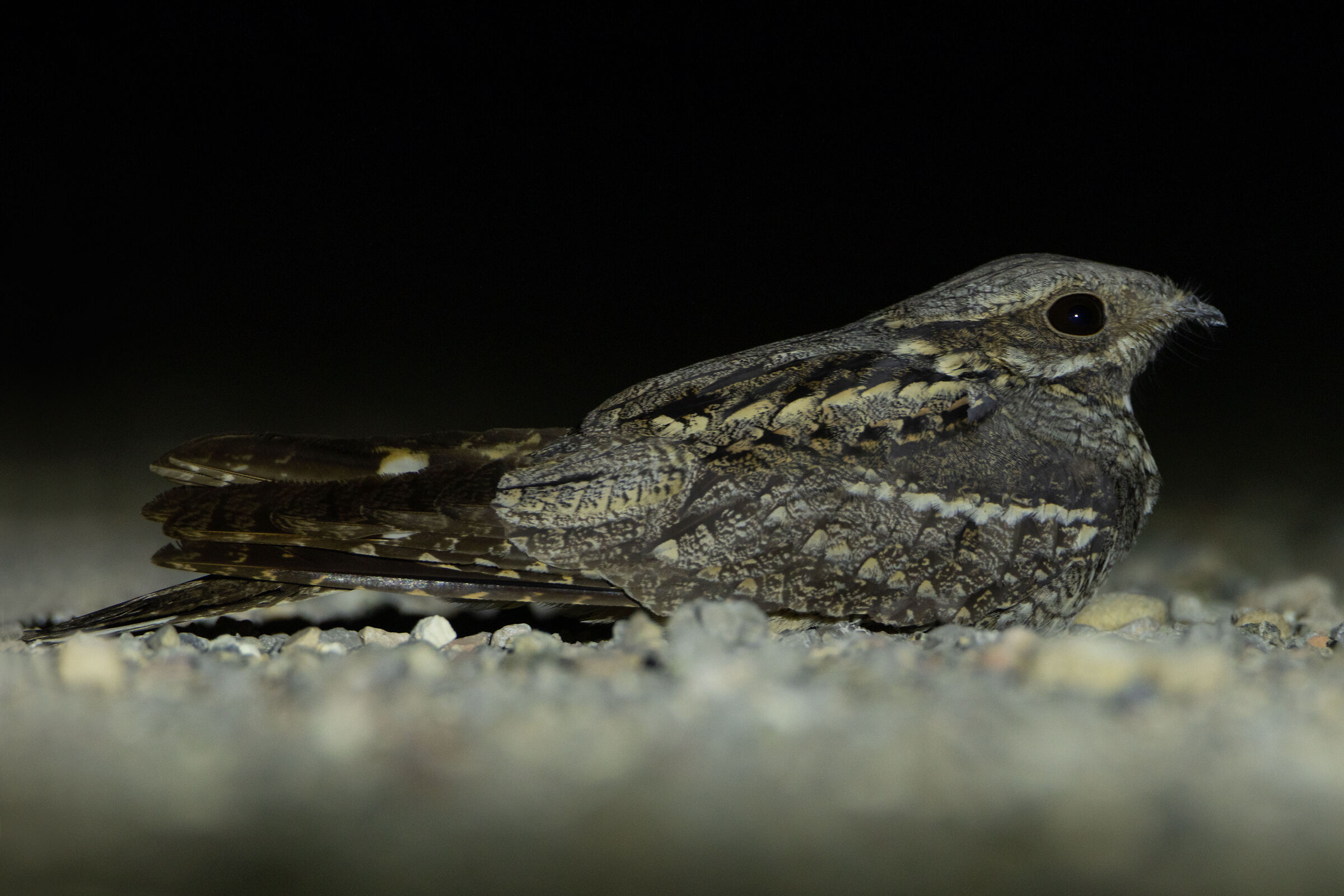 Nightjar