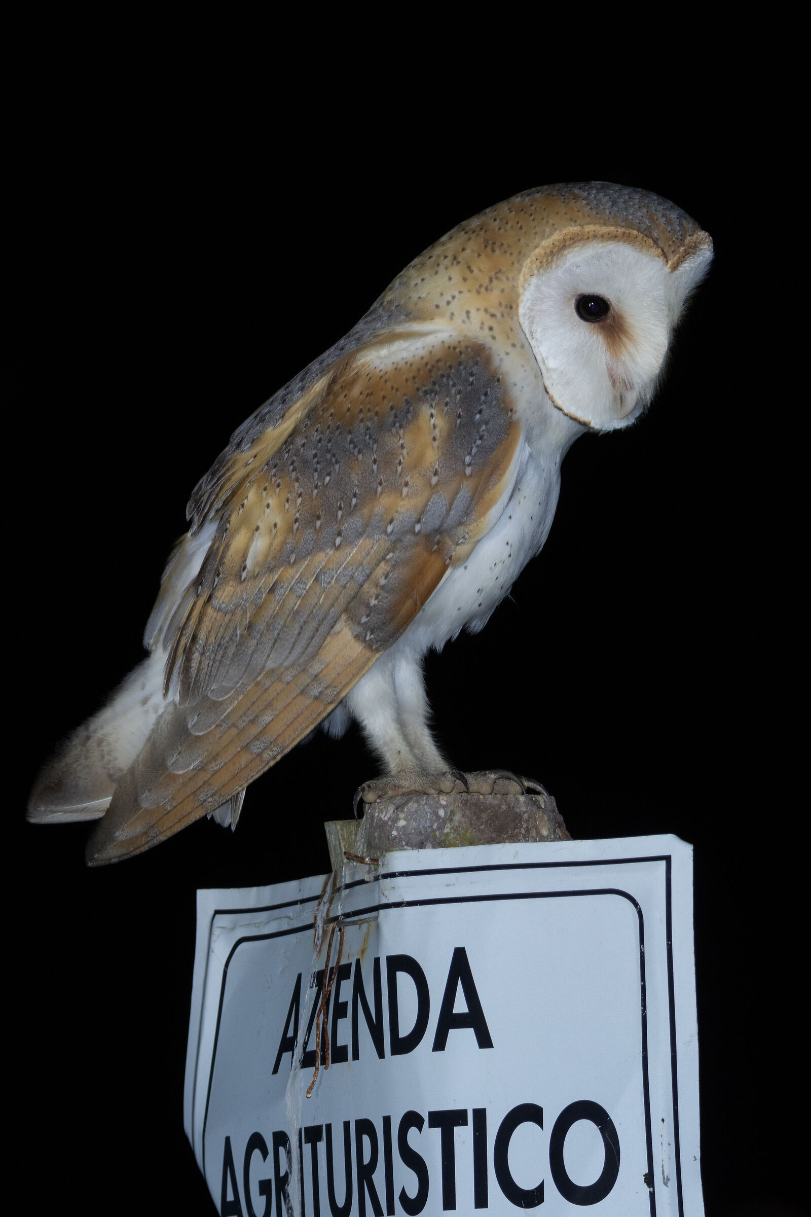 Tyto dawn