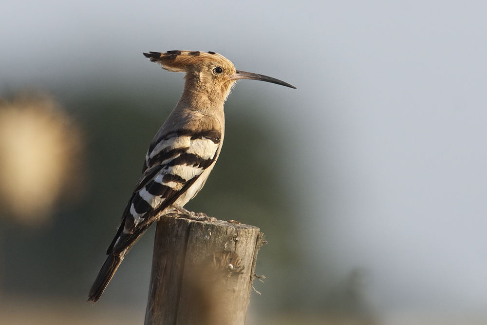 hoopoe