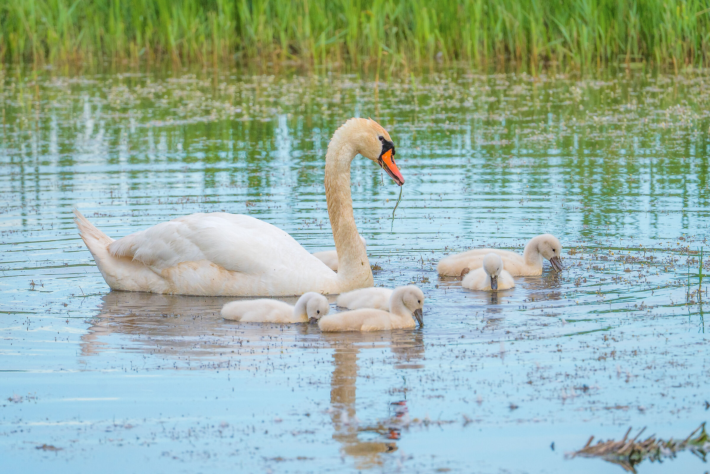Swans in Val Stagnon