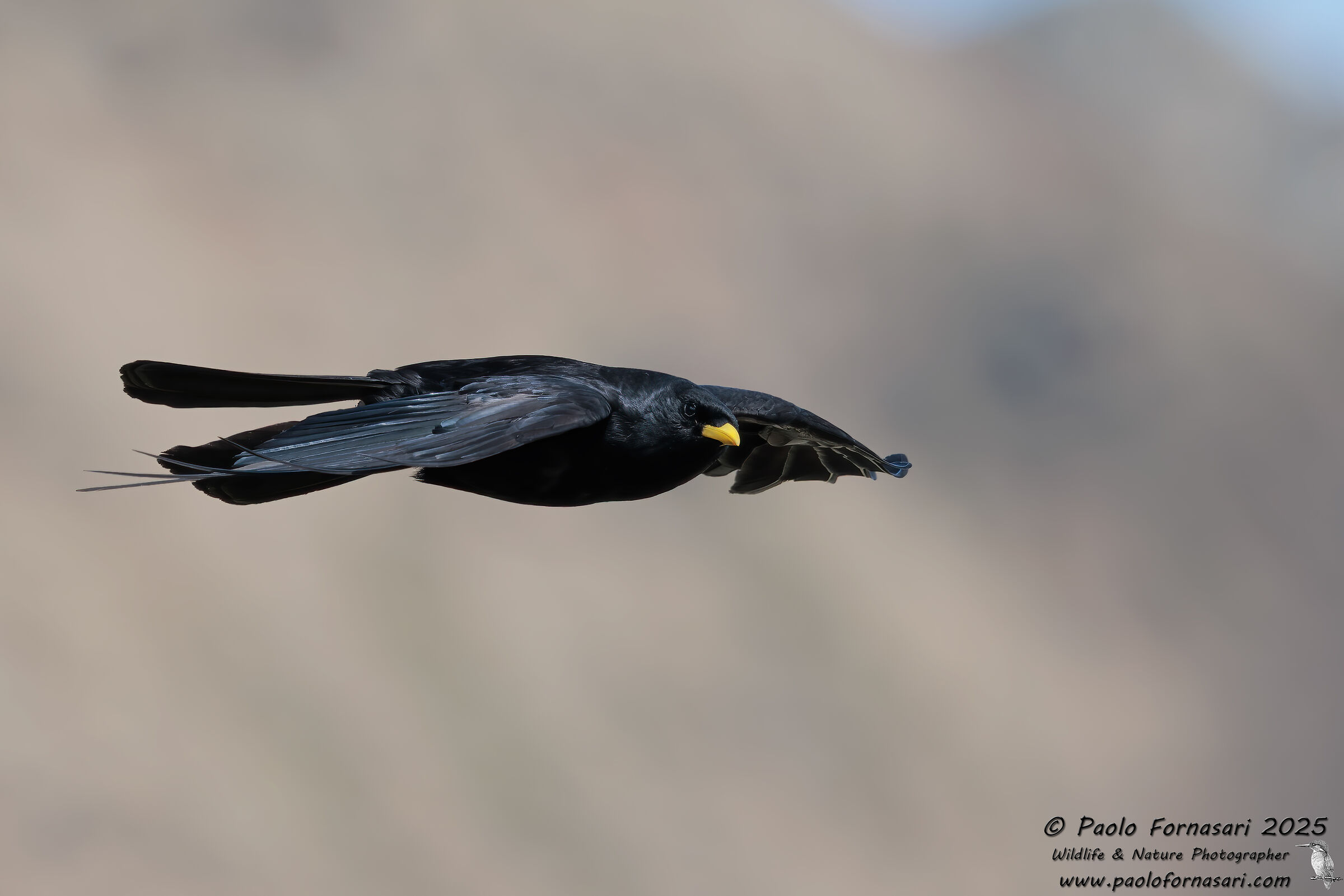 Alpine Chough (Pyrrhocorax graculus)