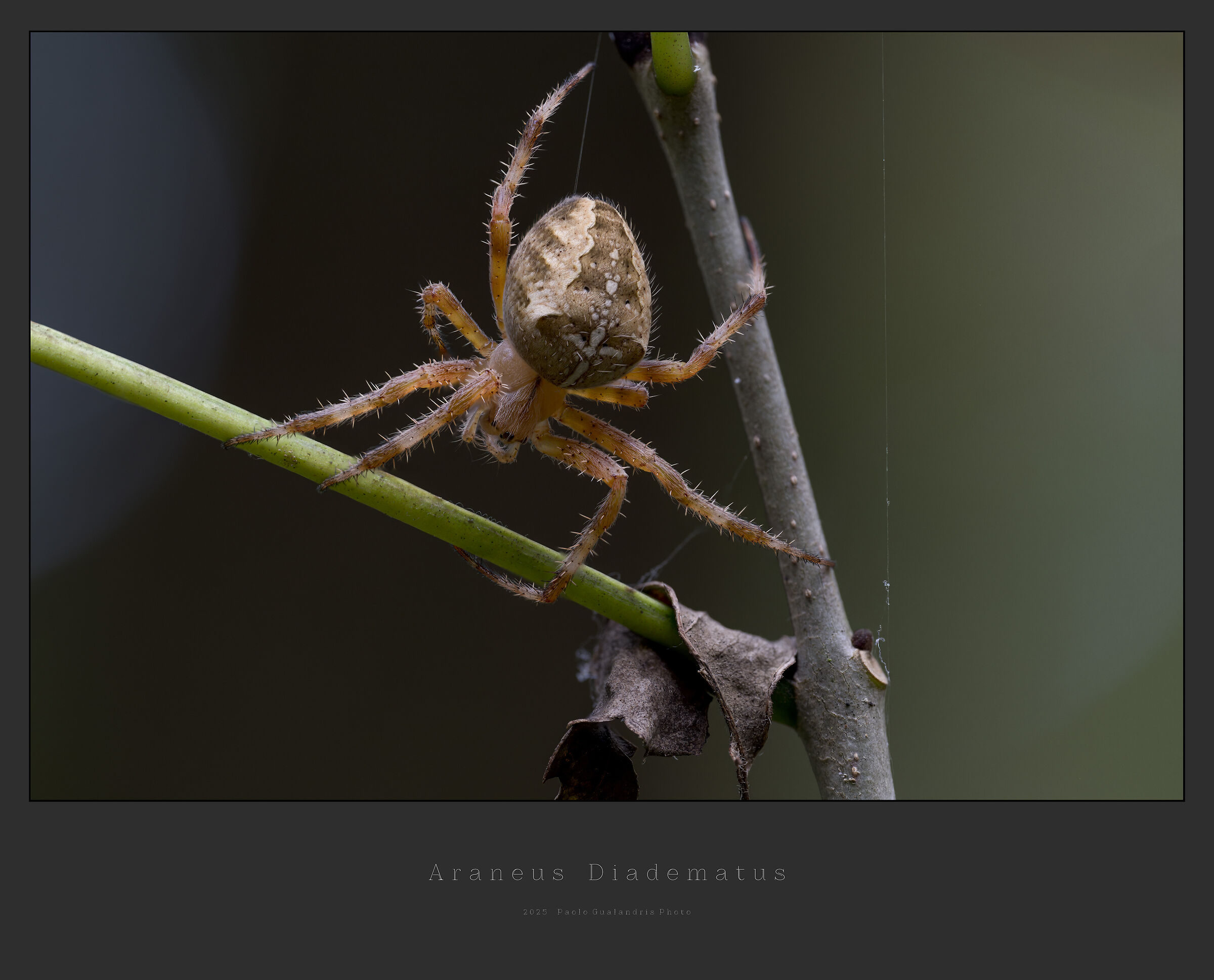 Araneus diadematus
