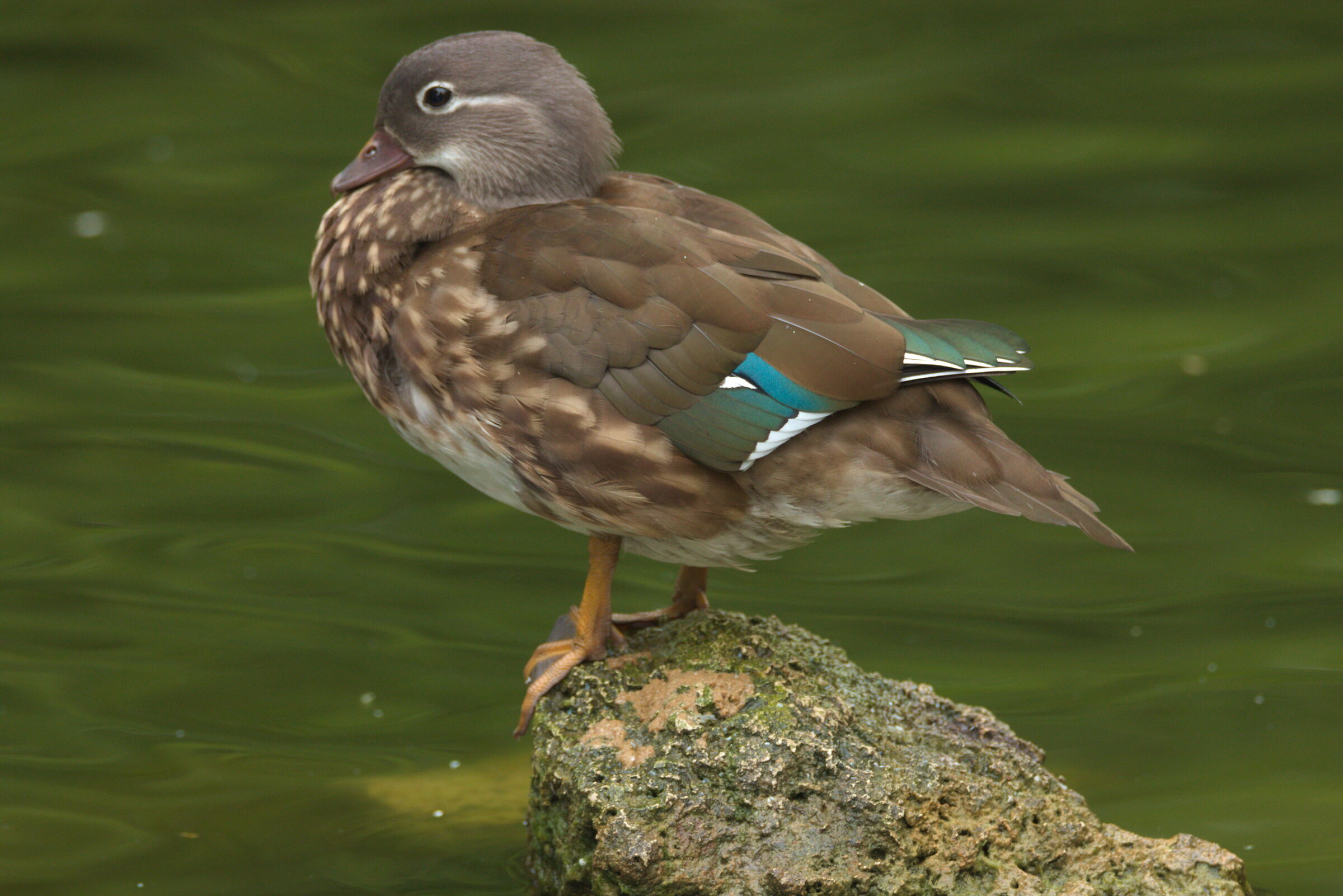 Female mandarin duck