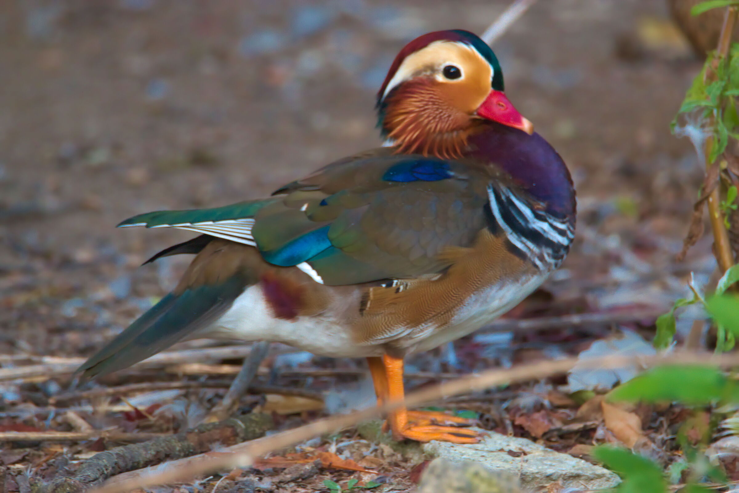 Mandarin duck