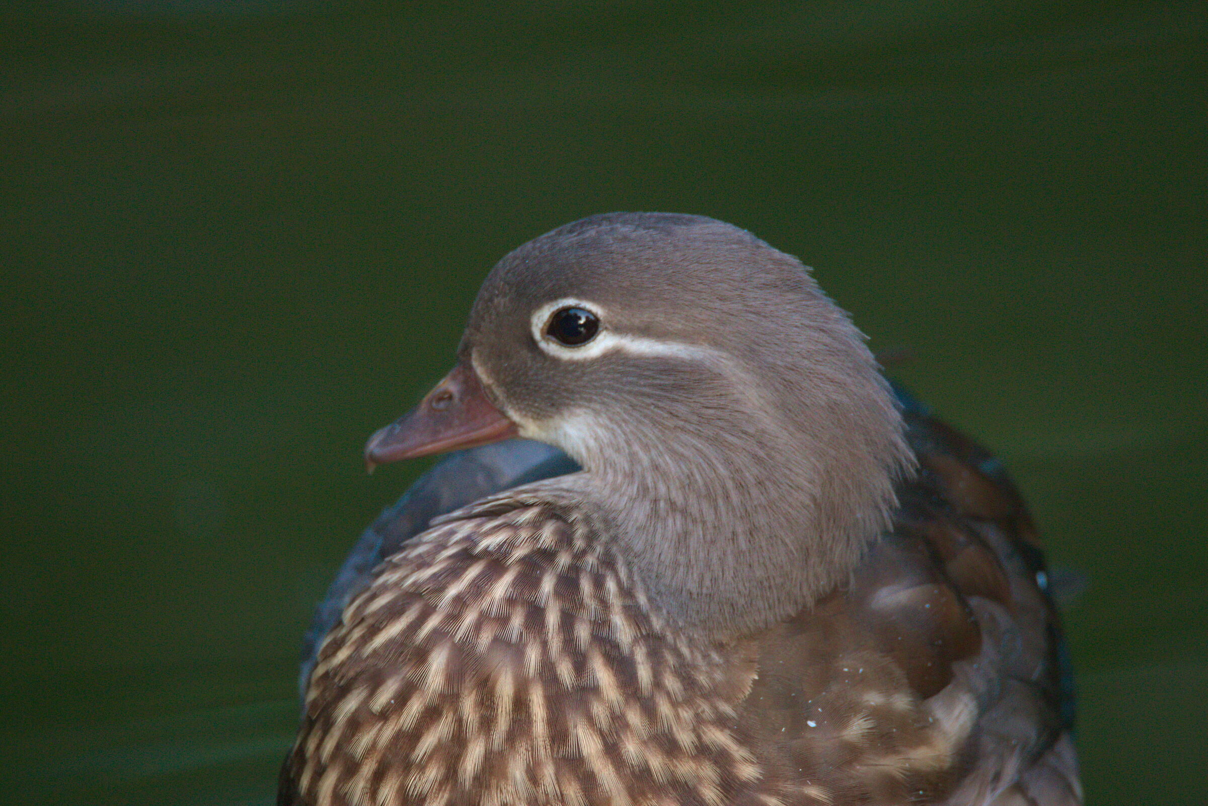 Female mandarin duck