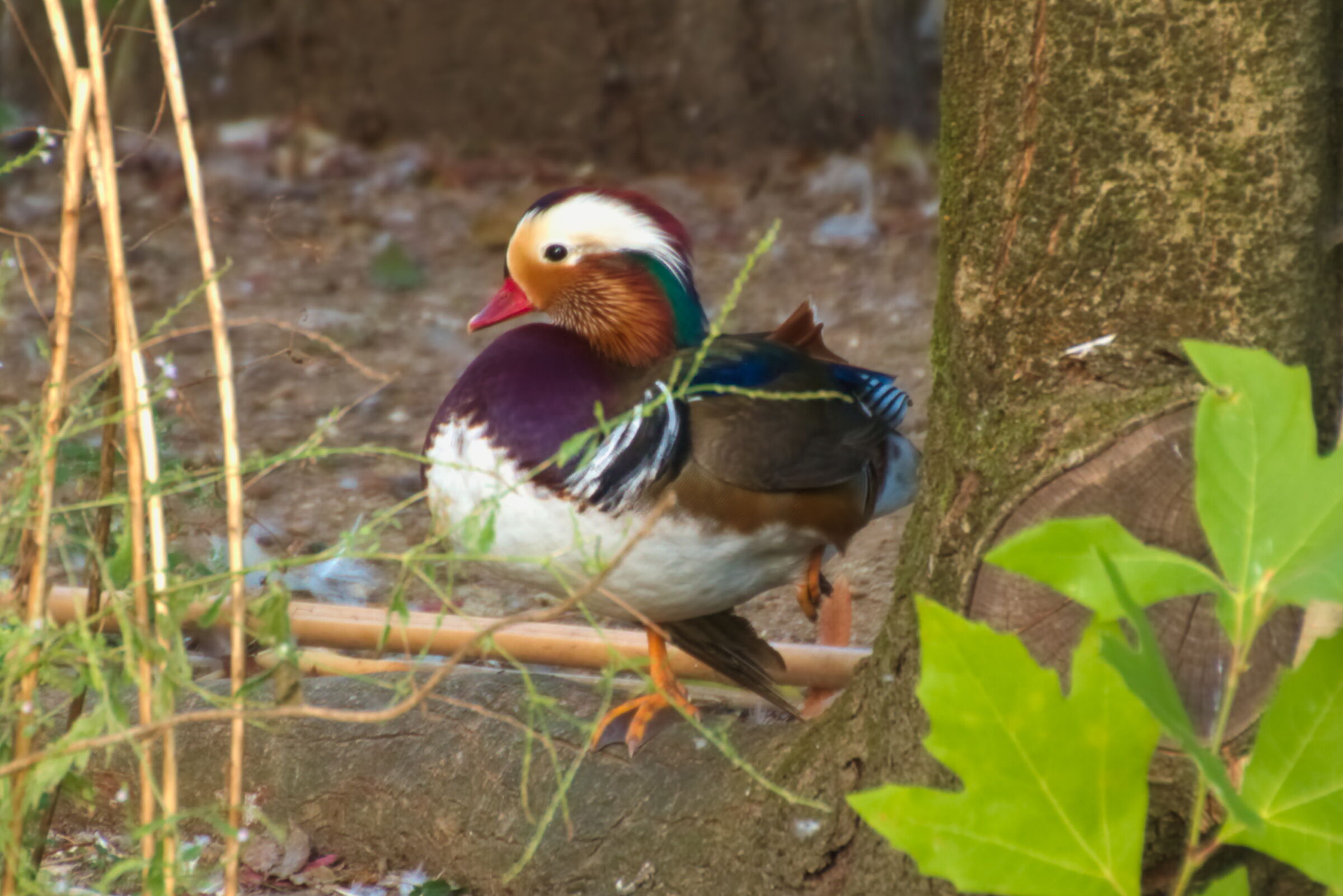 Mandarin duck