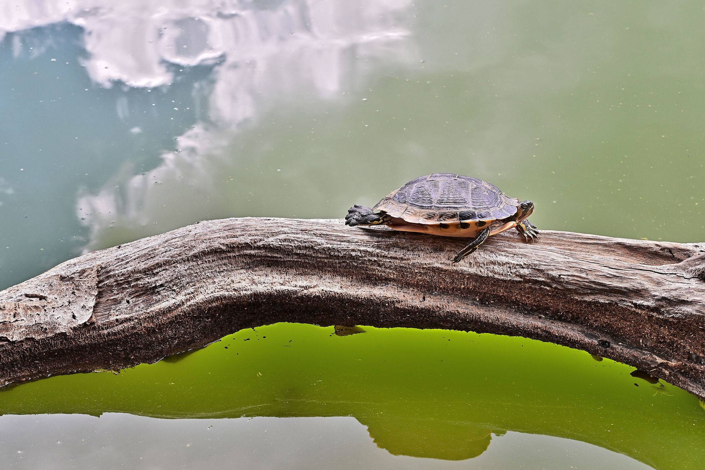 Tartaruga surfista tra le nuvole