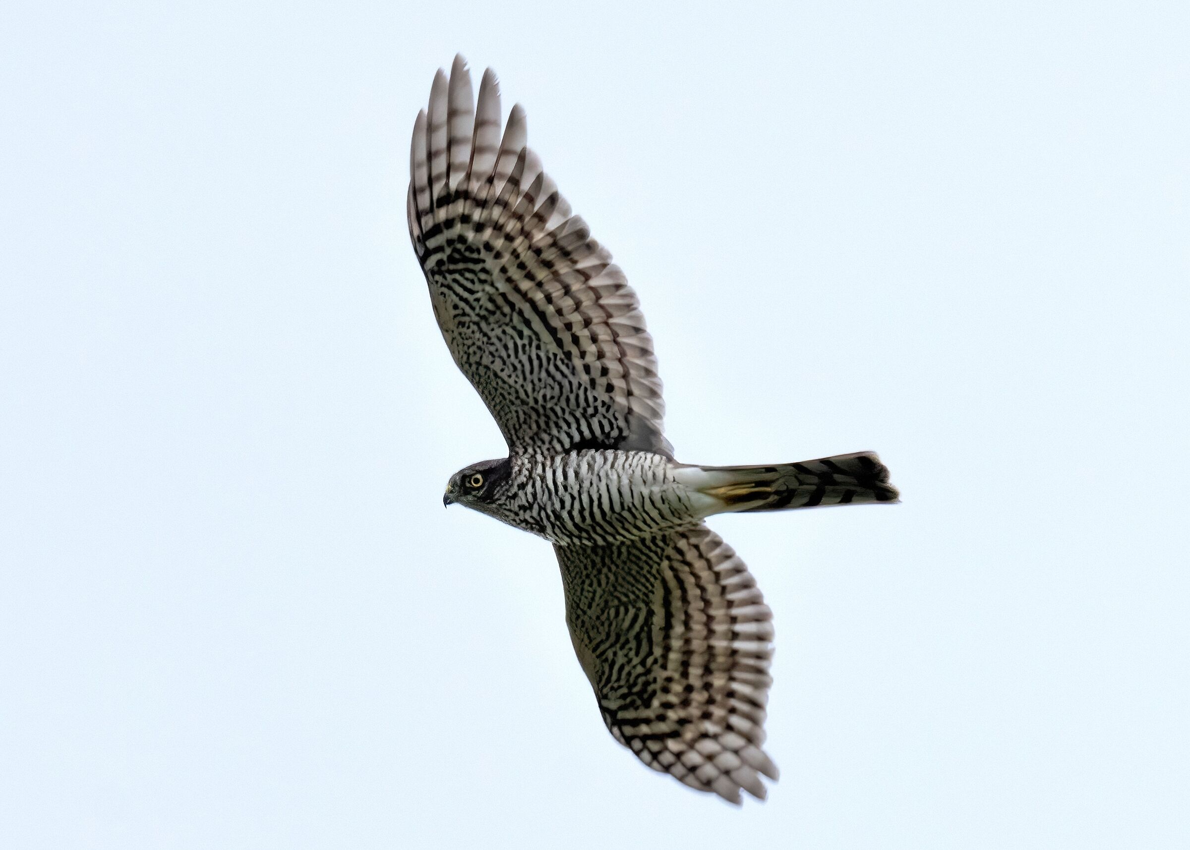 Sparrowhawk (Accipiter nisus)