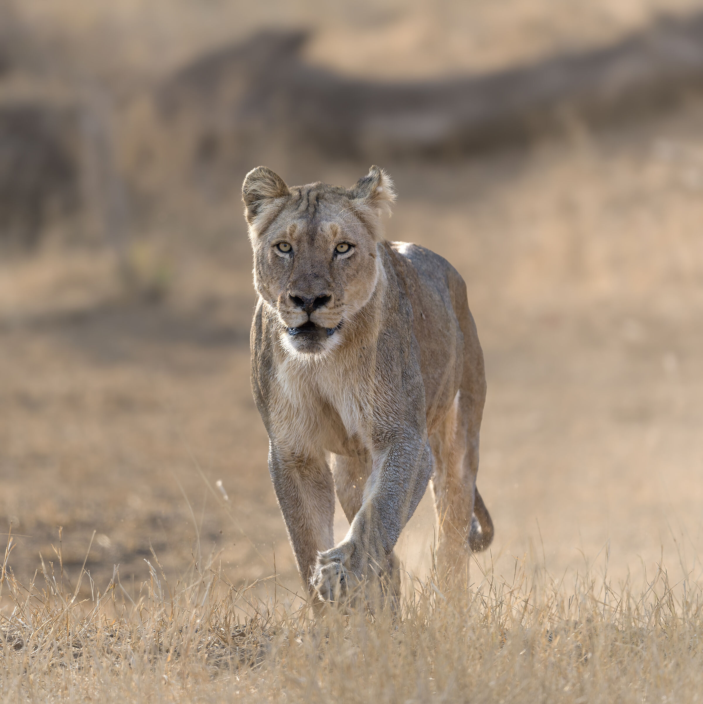 Lion - Kruger National park - South Africa