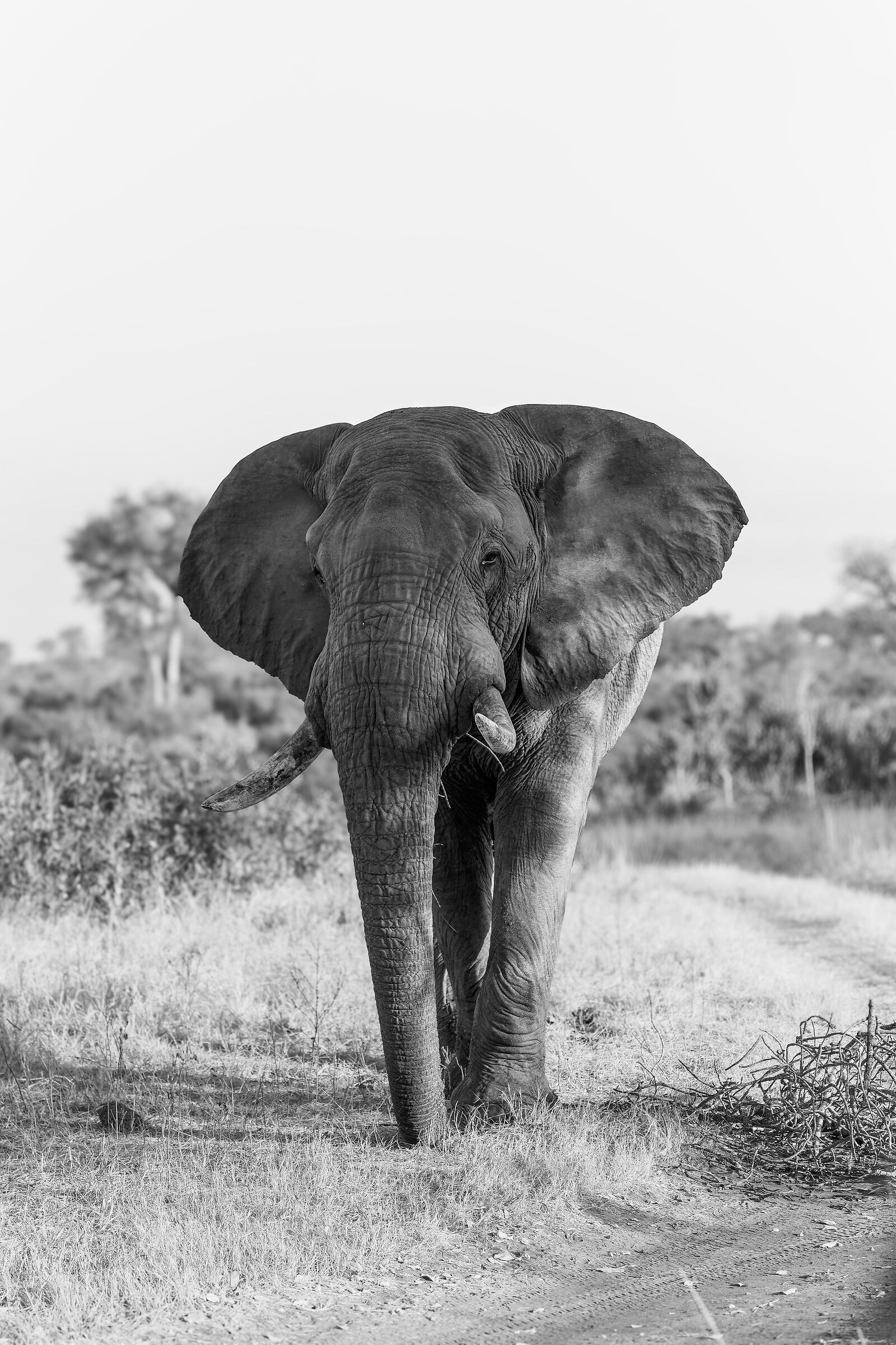 Elephant - Kruger National park - South Africa