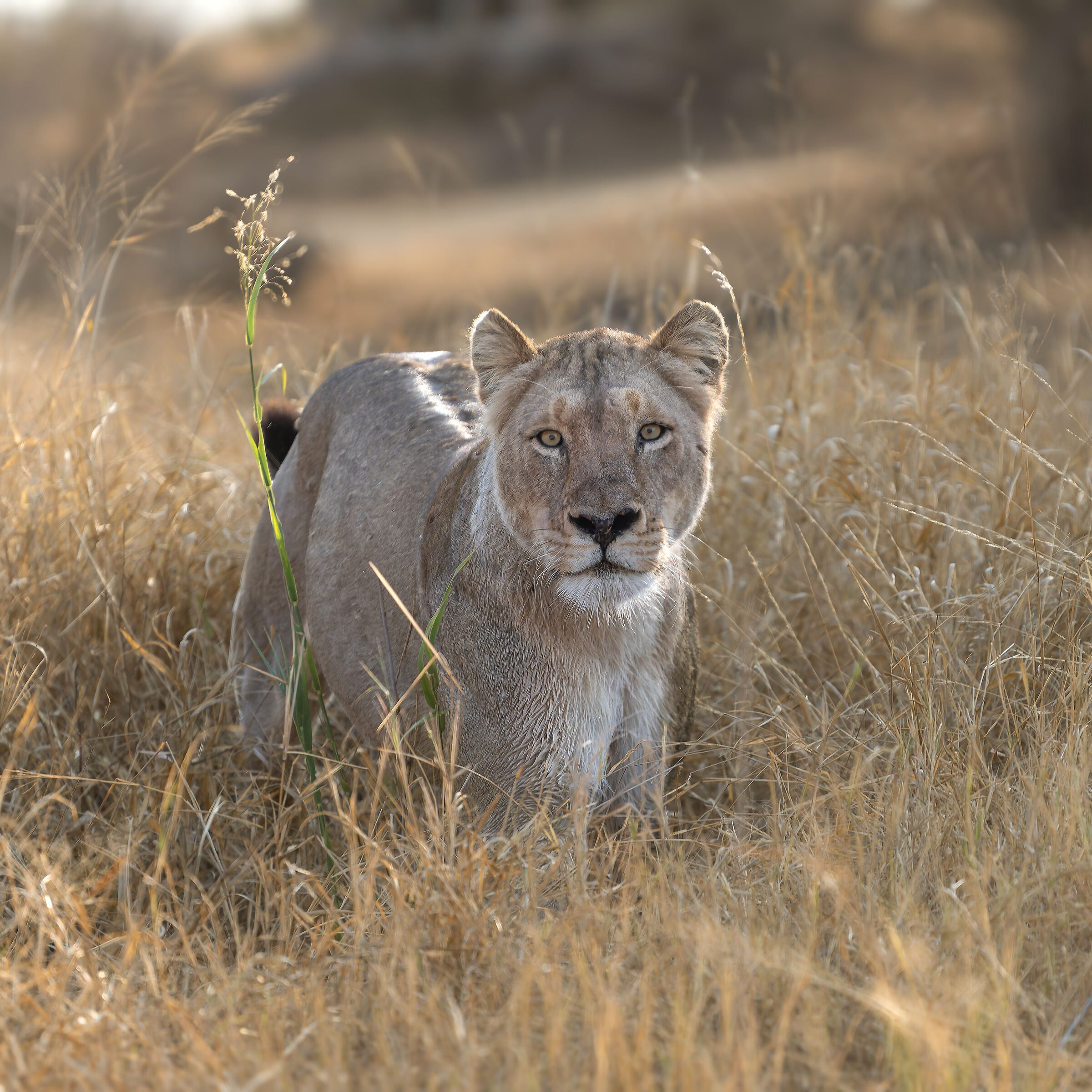 Lion - Kruger National park - South Africa