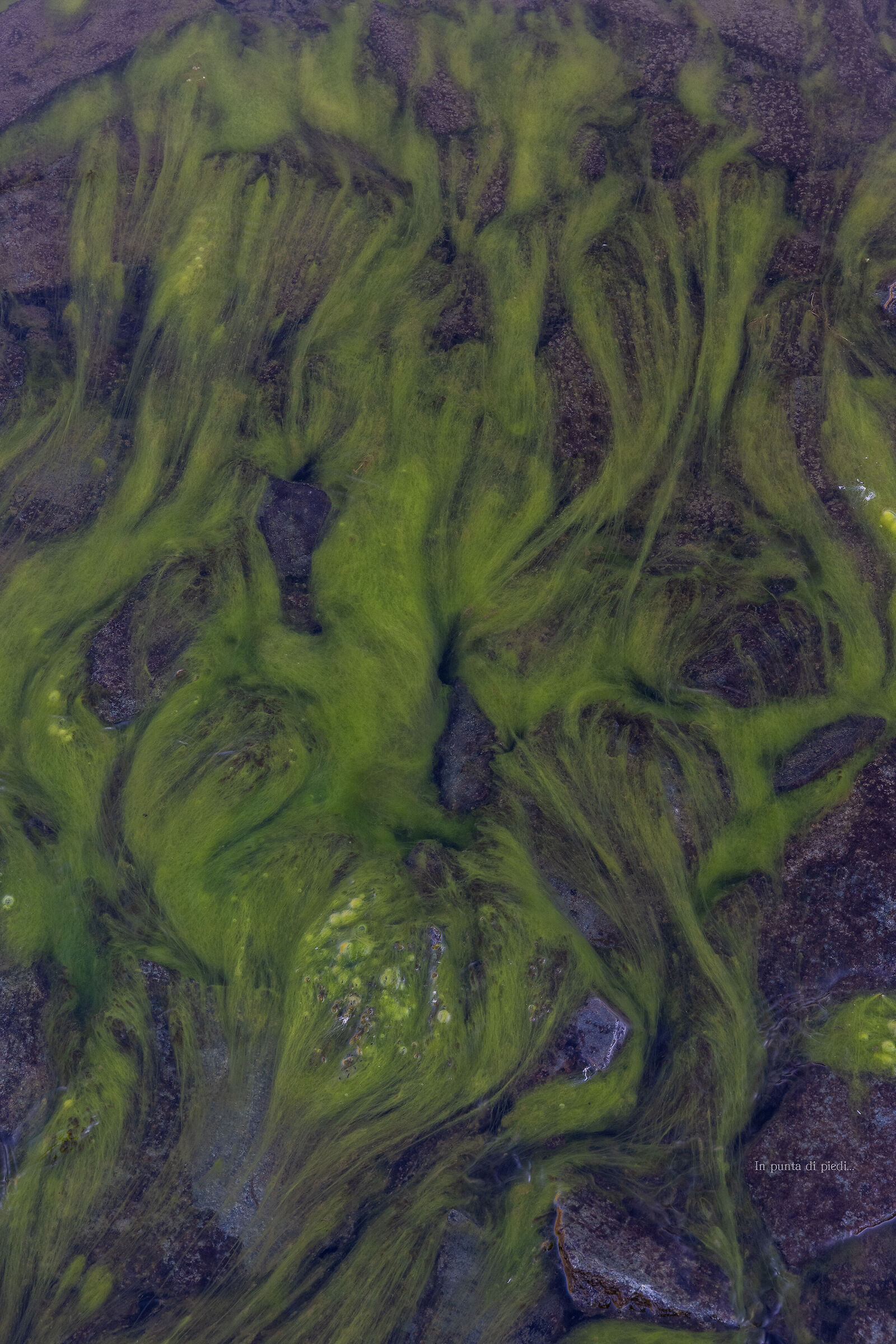 Monet Nature Impressionism