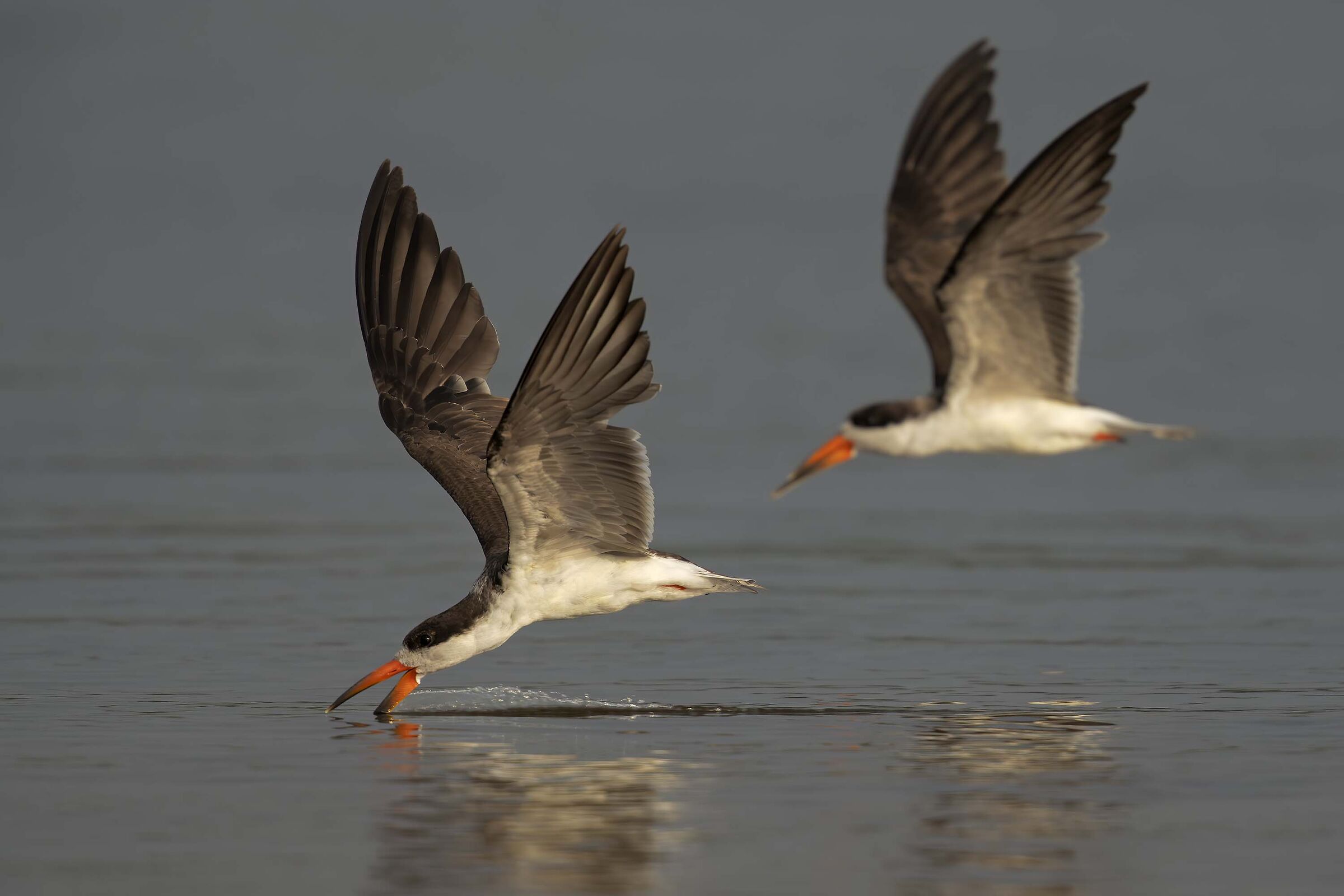 African Skimmer