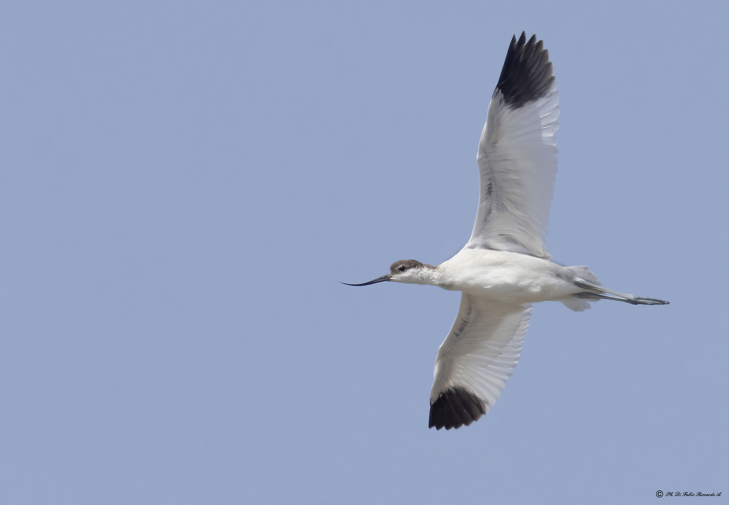 Avocet in flight