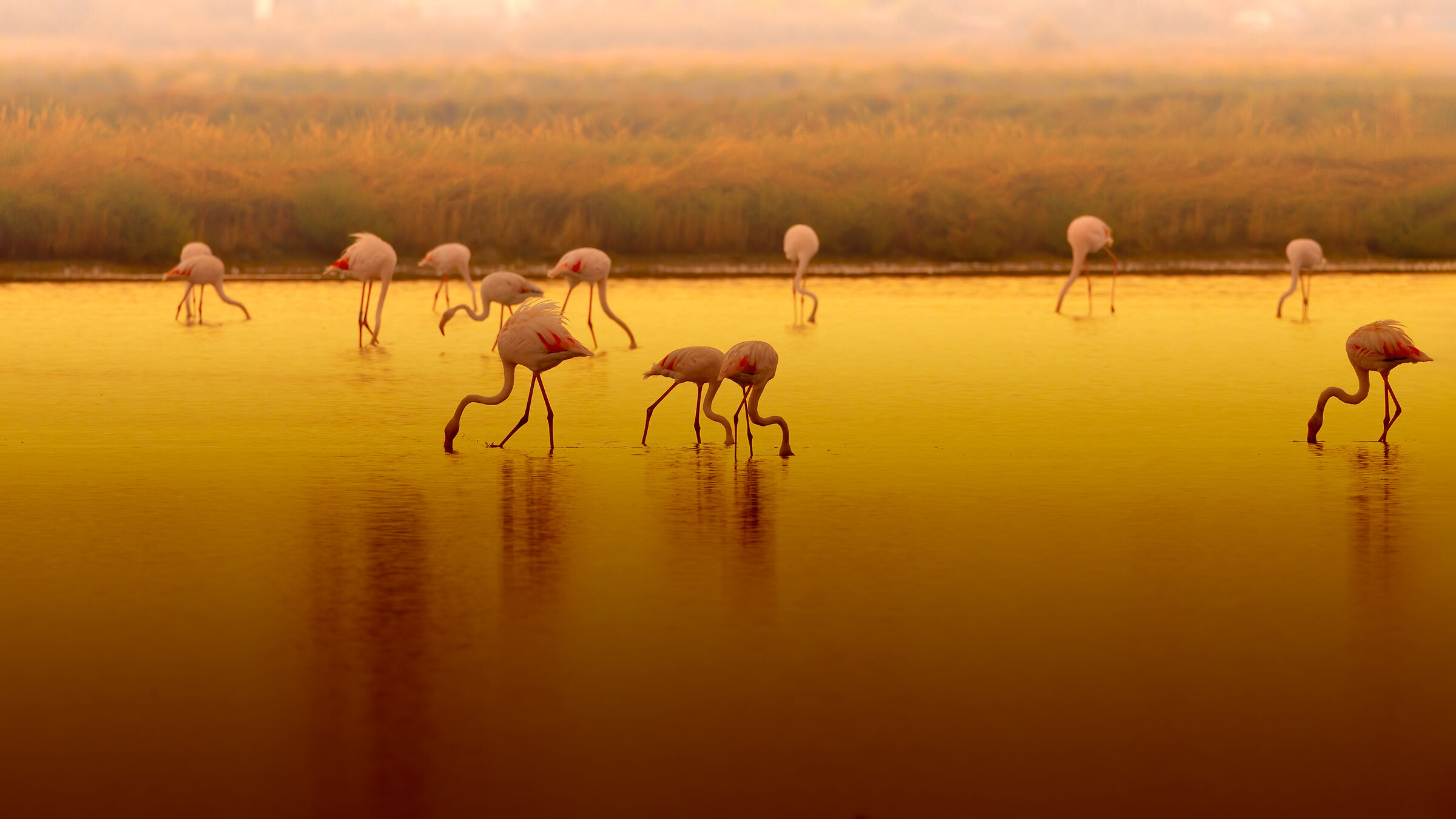 Fenicotteri all'alba