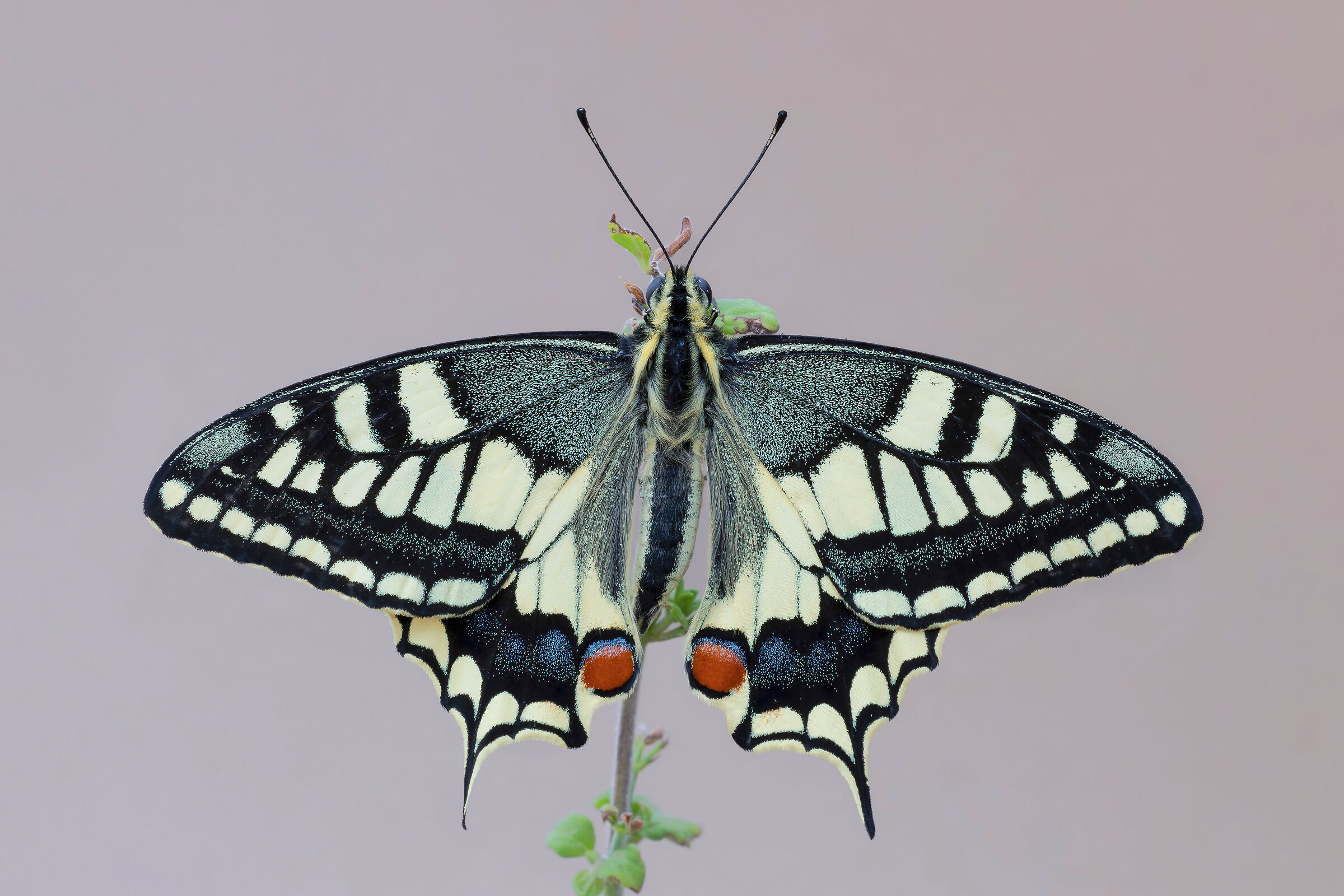Papilio machaon