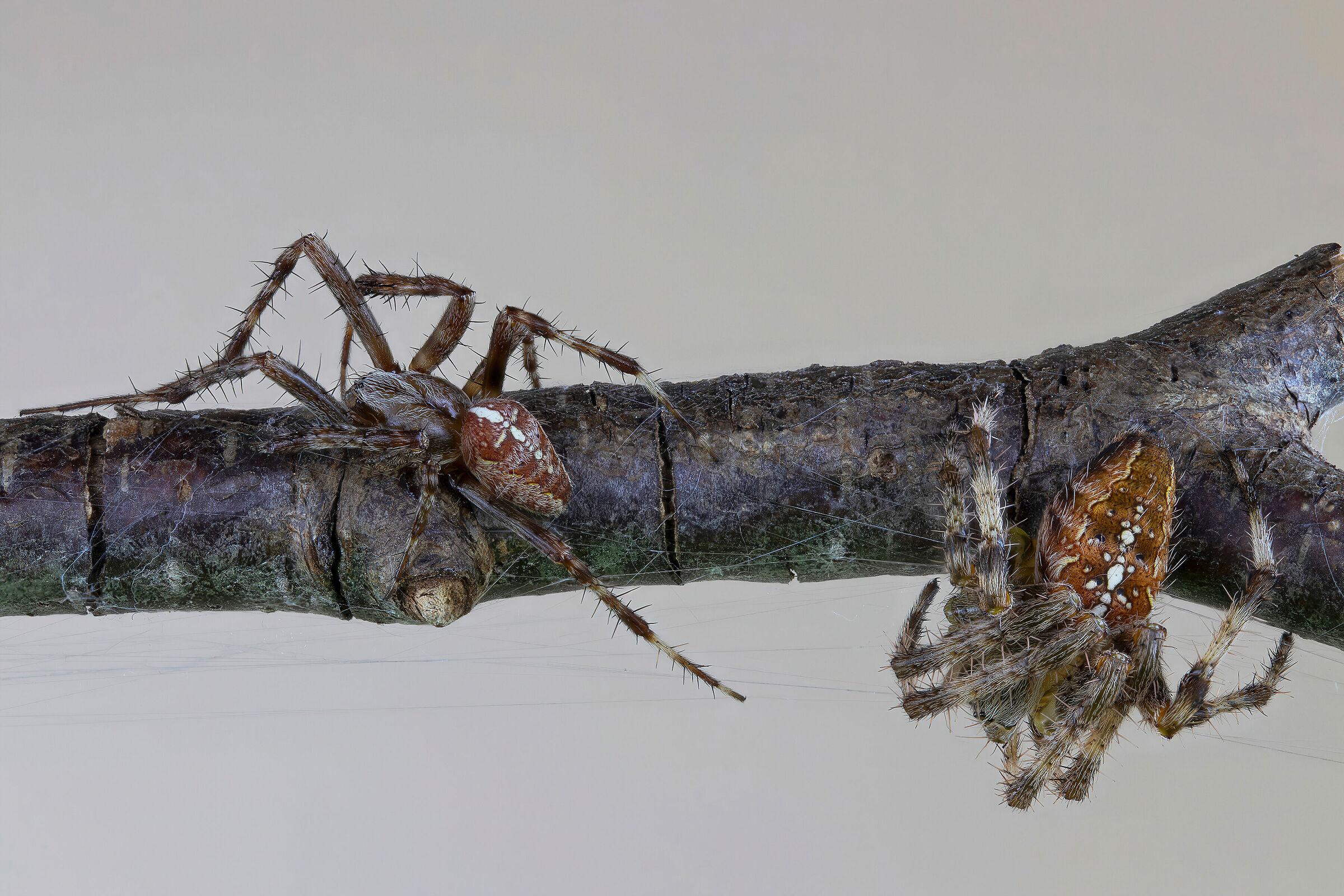 Araneus diadematus male and female