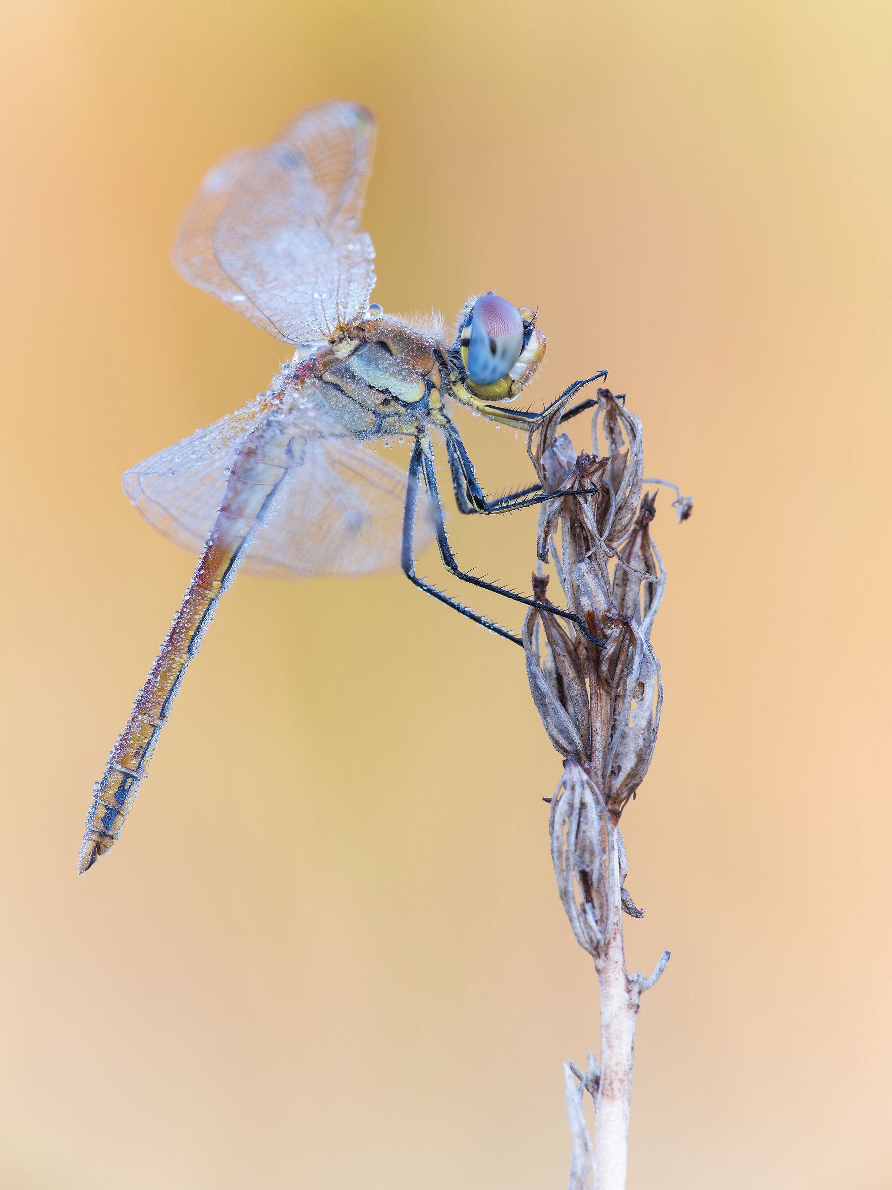 Sympetrum fonscolombii