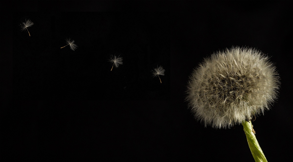 Taraxacum officinale