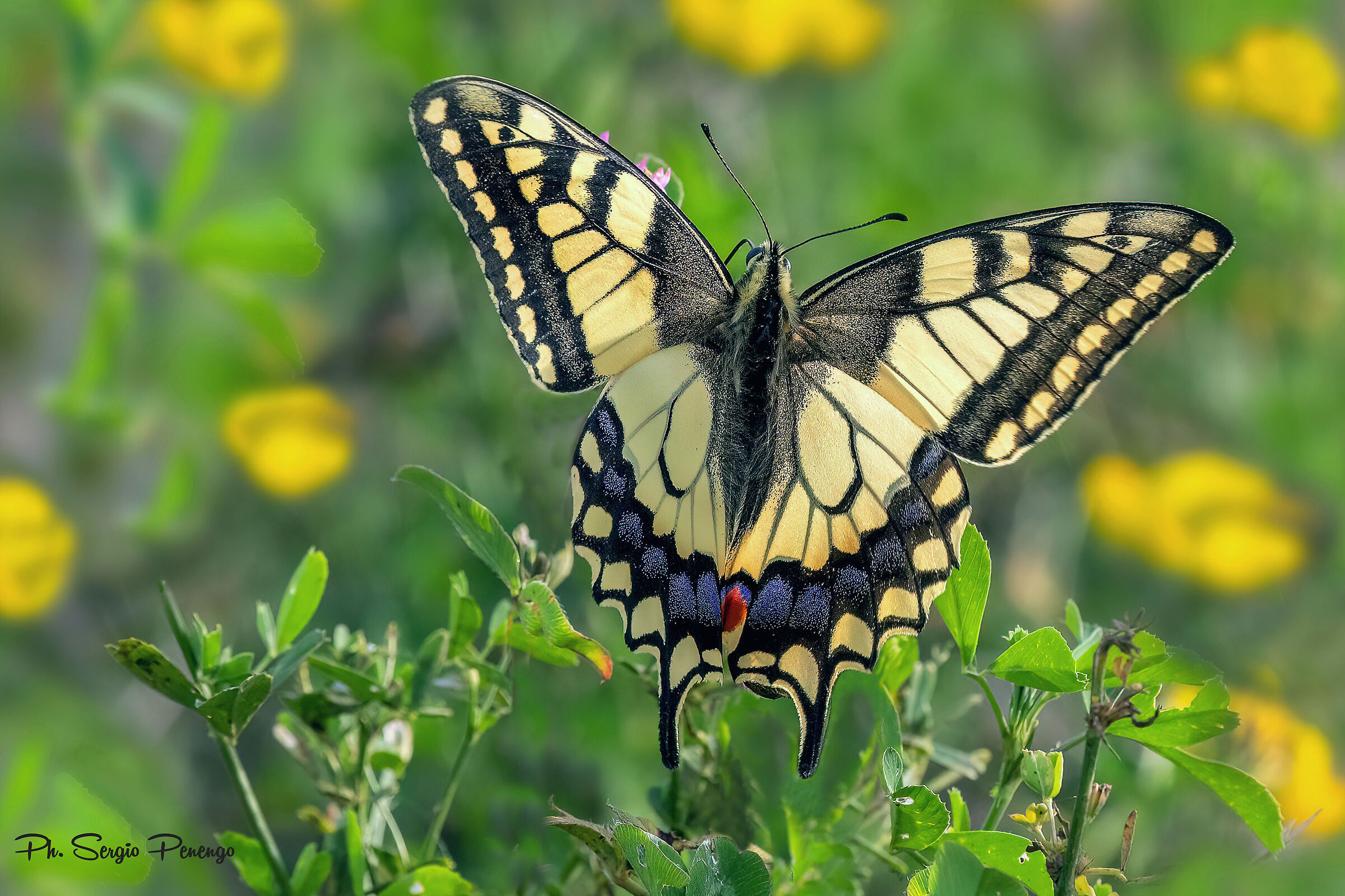 The Magnificent Macaone