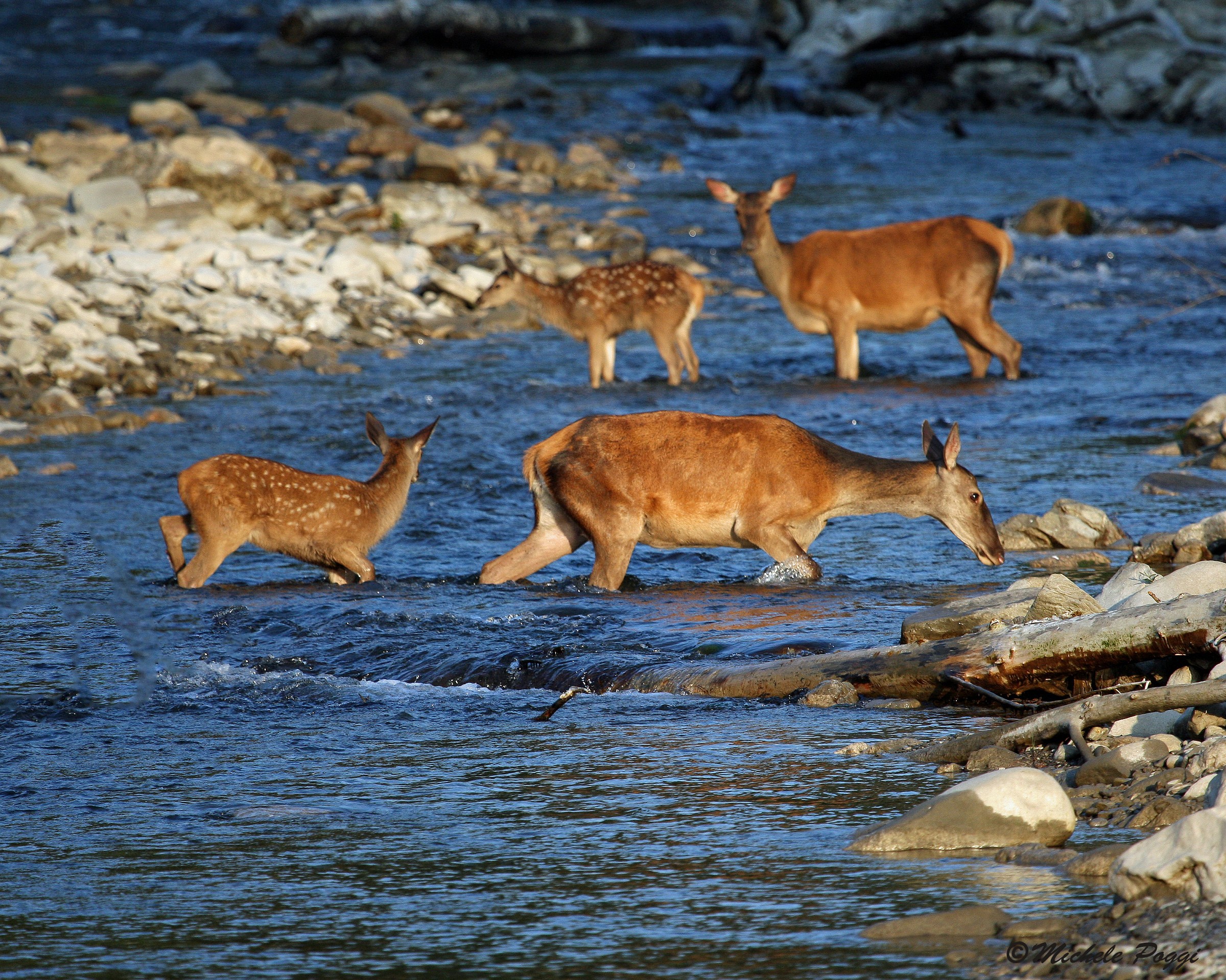 Deer on the river ...