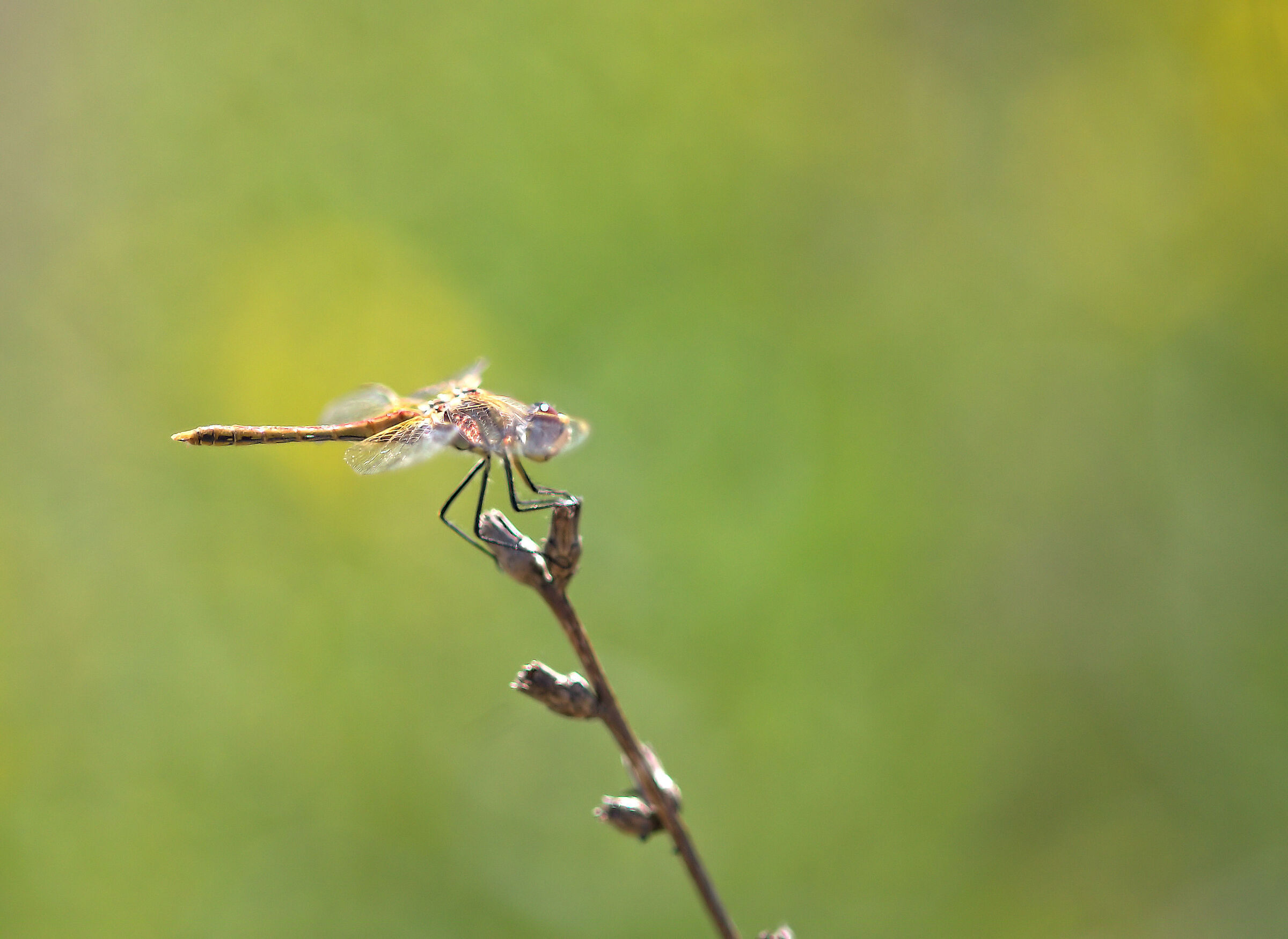 Sympetrum striolatum