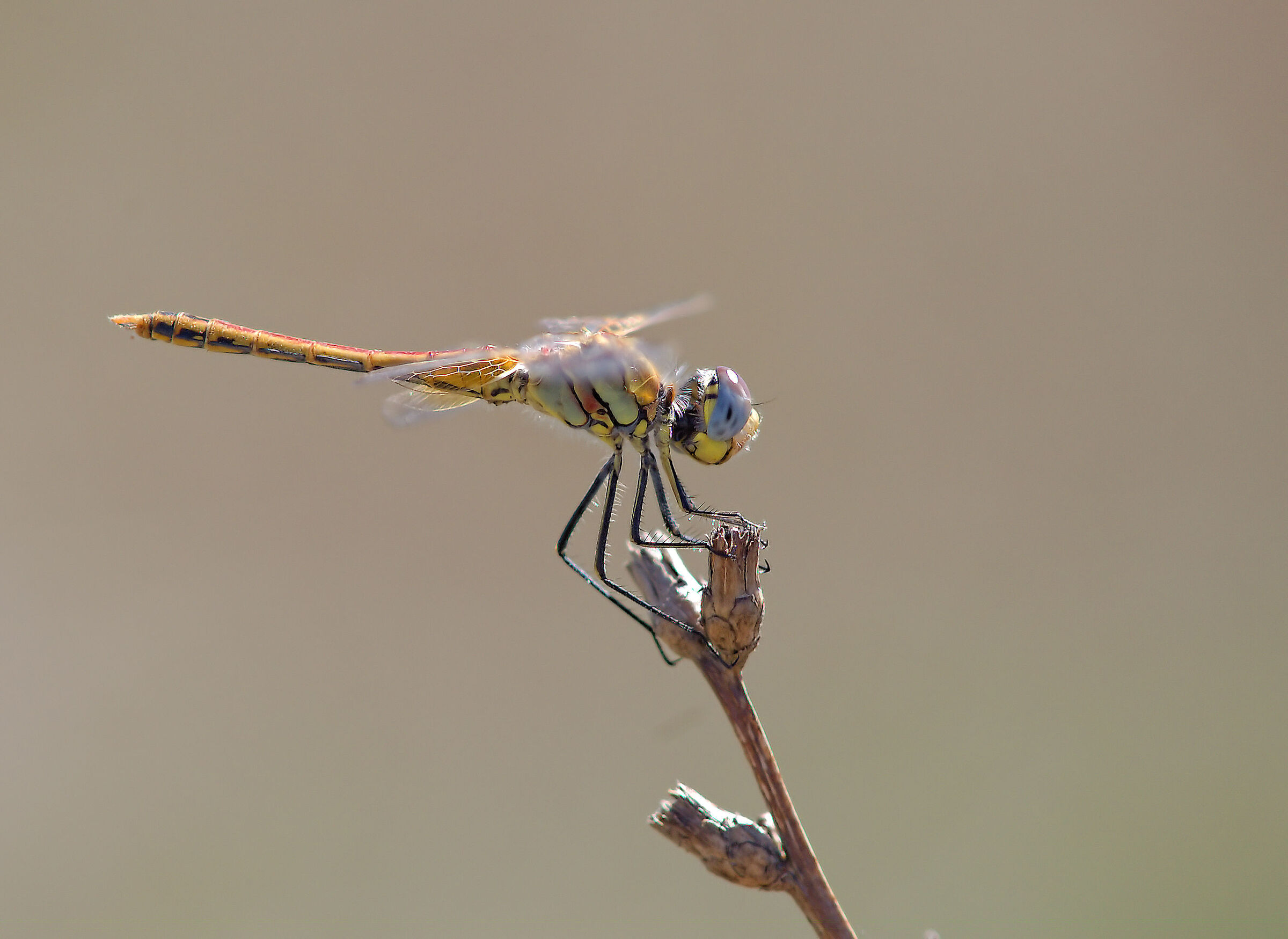 Sympetrum striolatum
