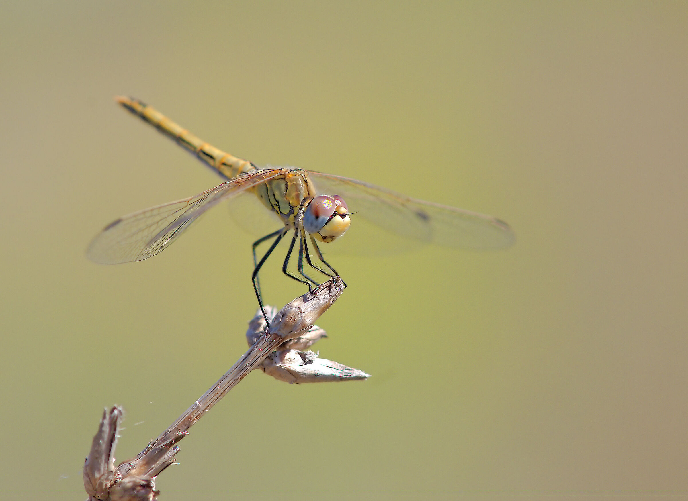 Sympetrum striolatum