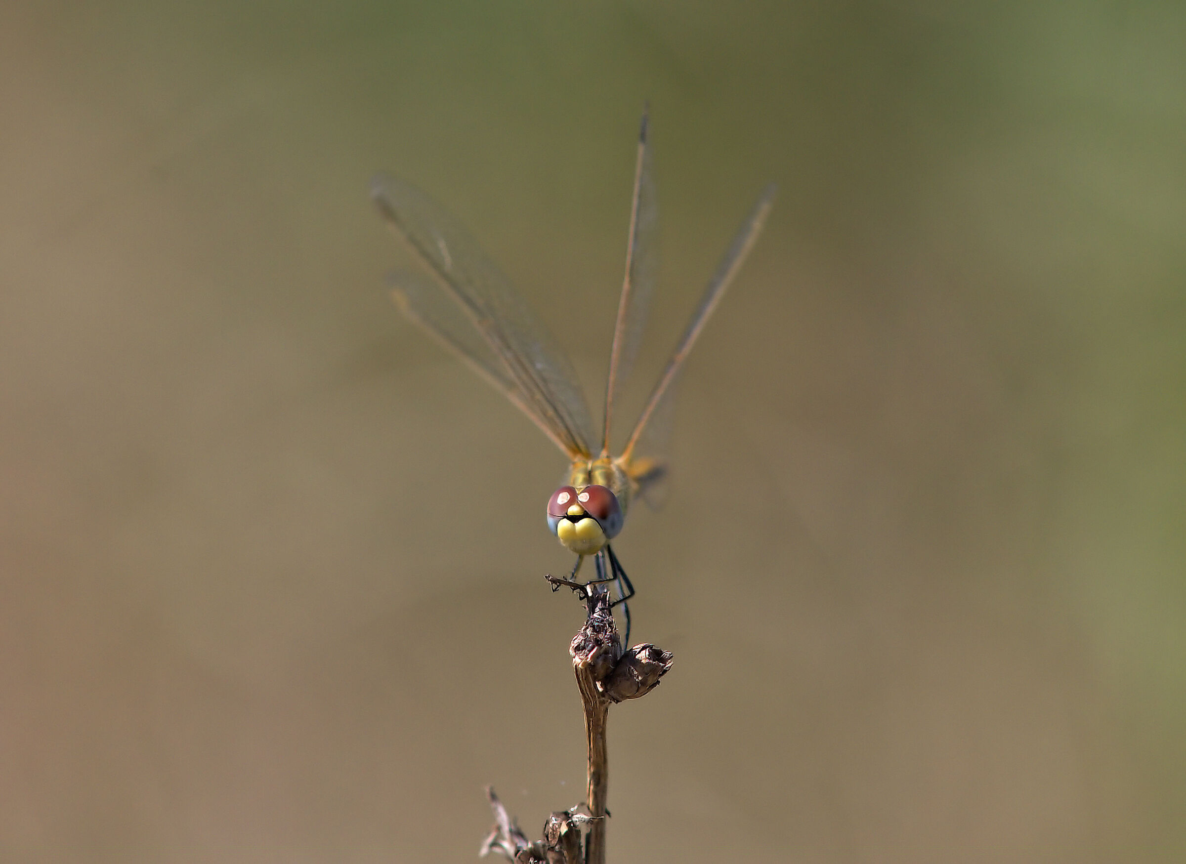 Sympetrum striolatum