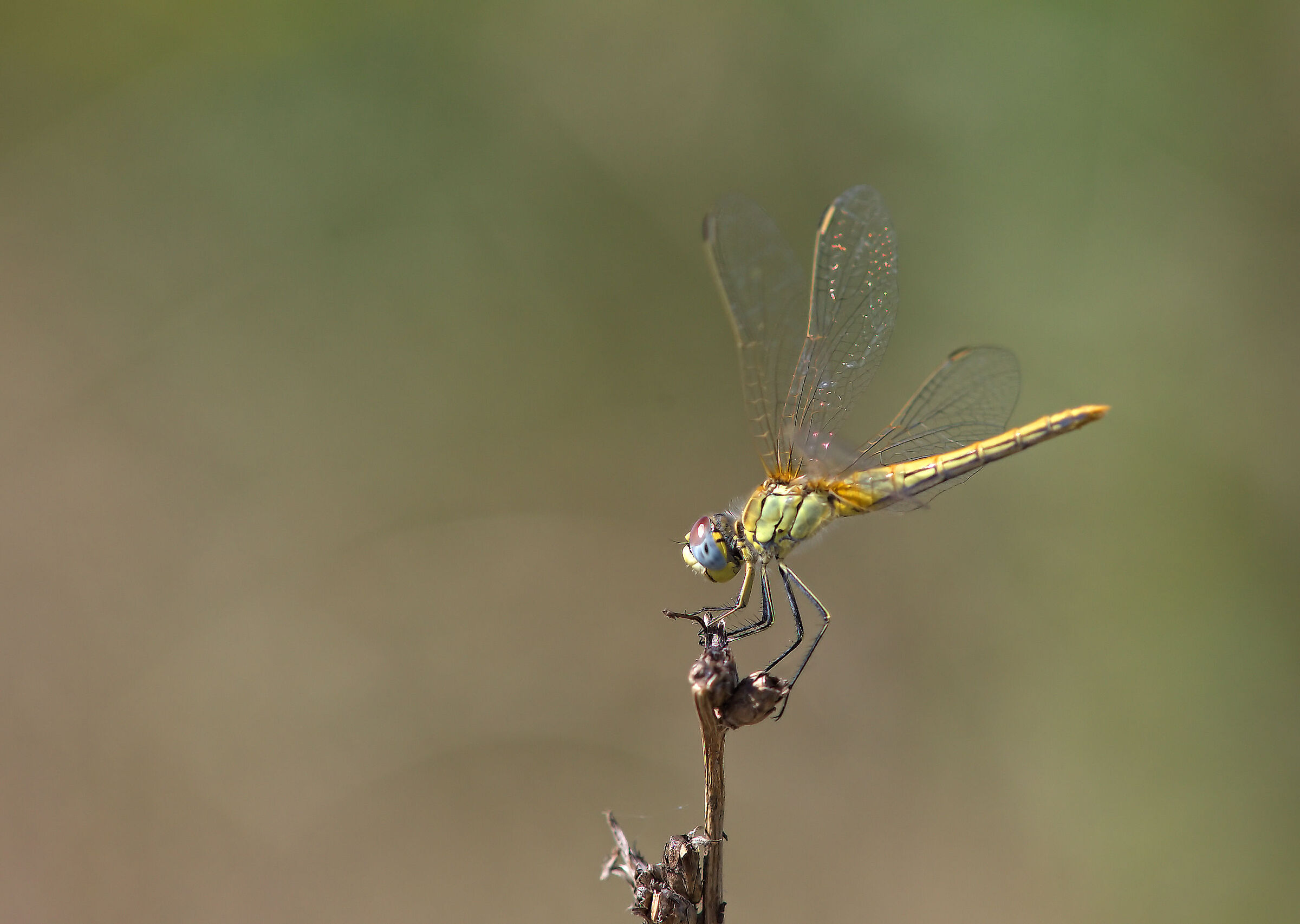 Sympetrum striolatum