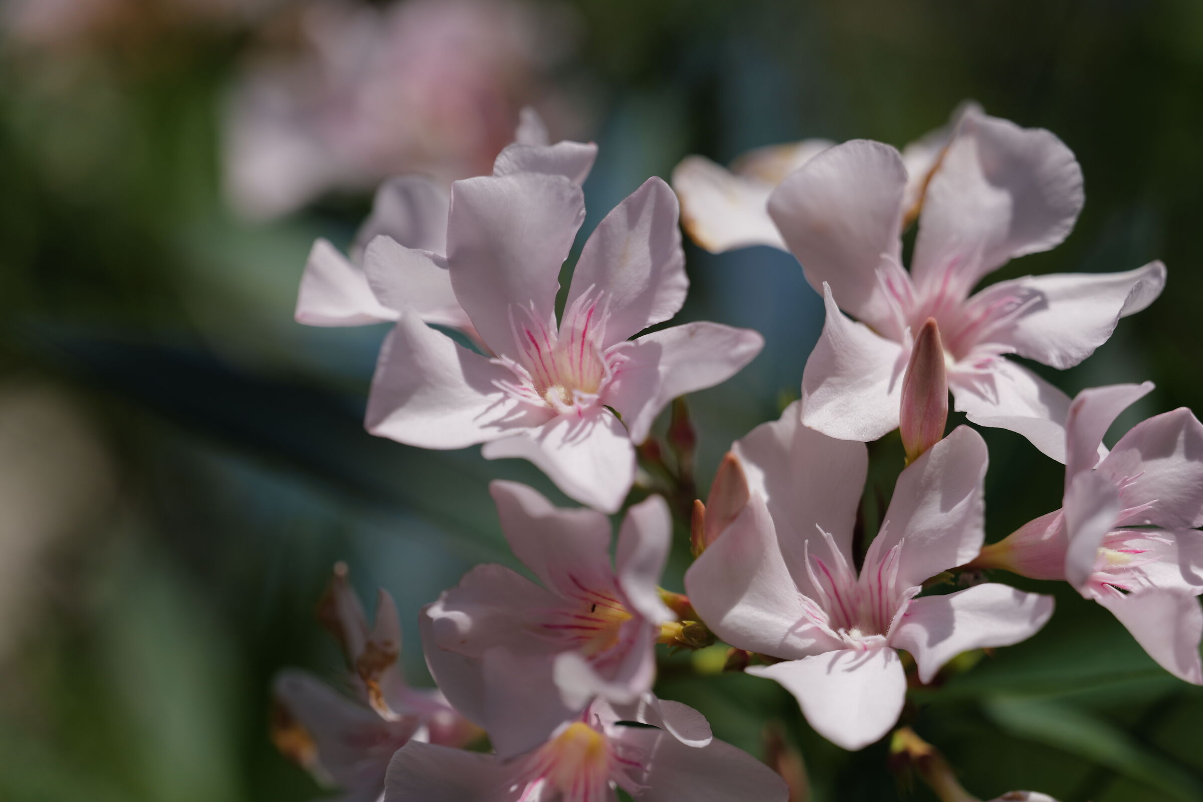Fiori di oleandro