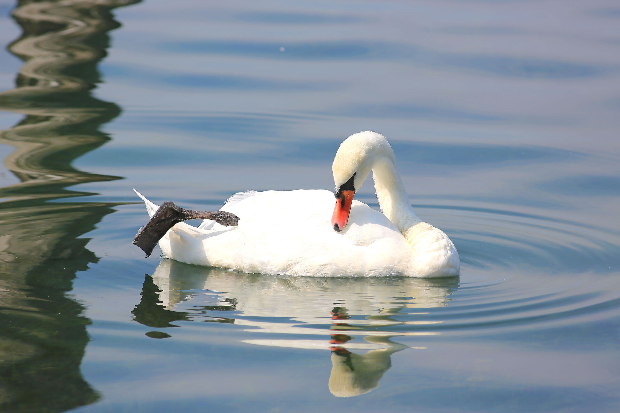 The King of the Lake