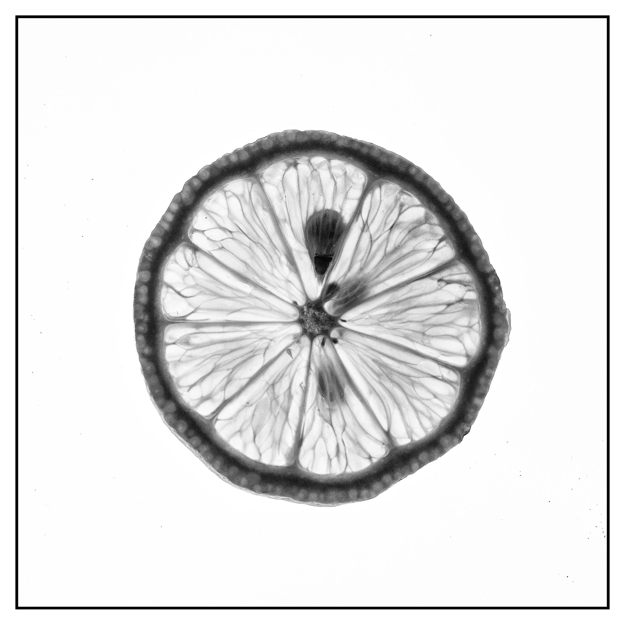 Lemon b&w