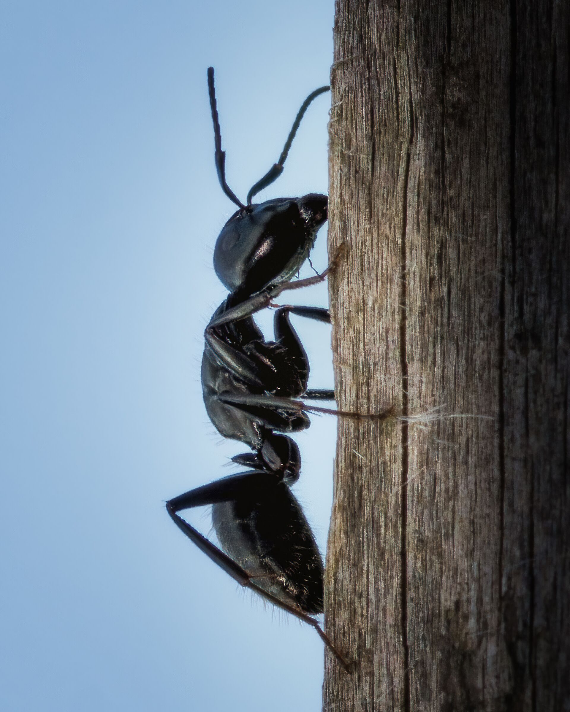 Camponotus vagus