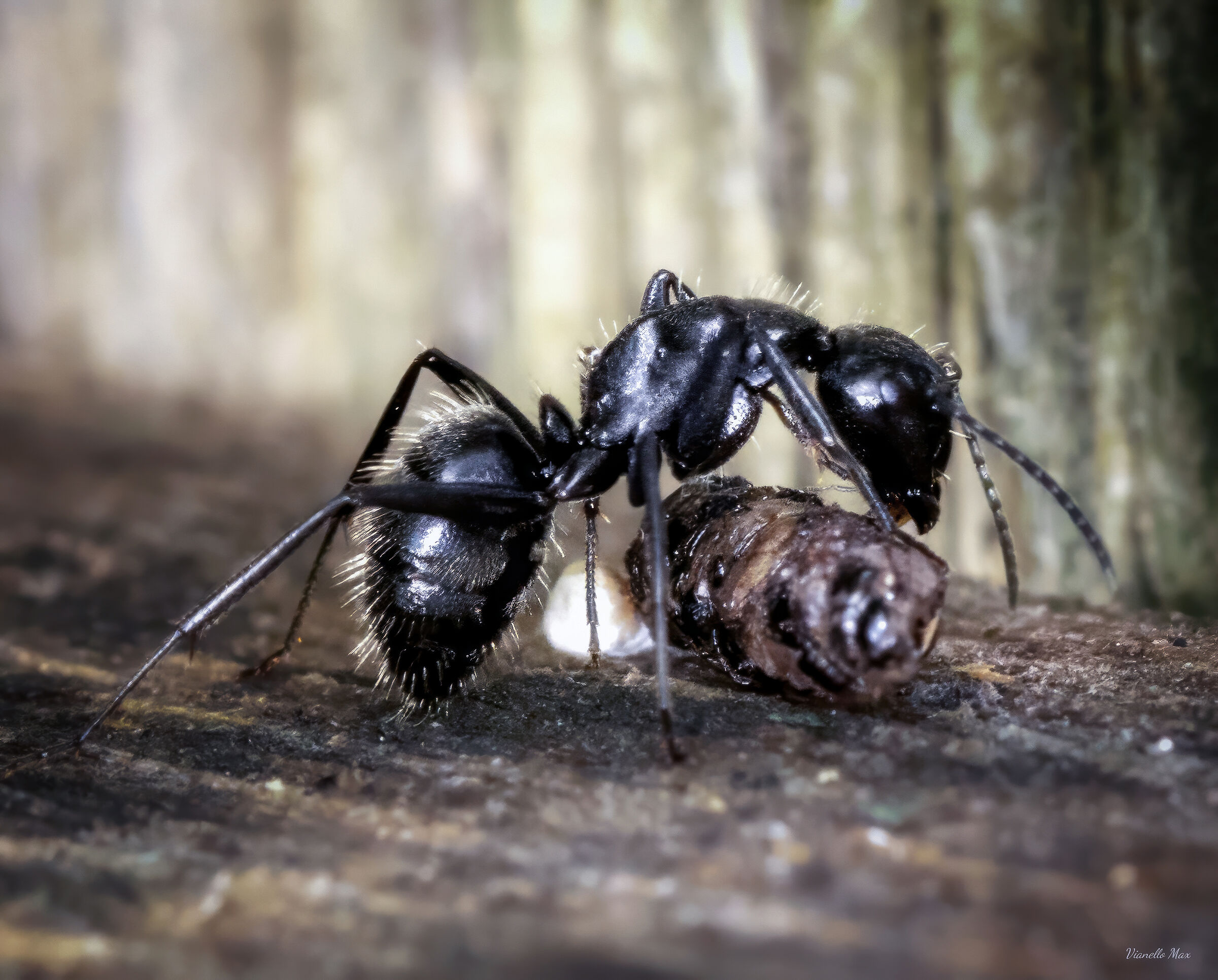 Camponotus vagus