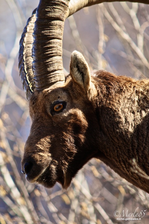 Stambecco in Maslana